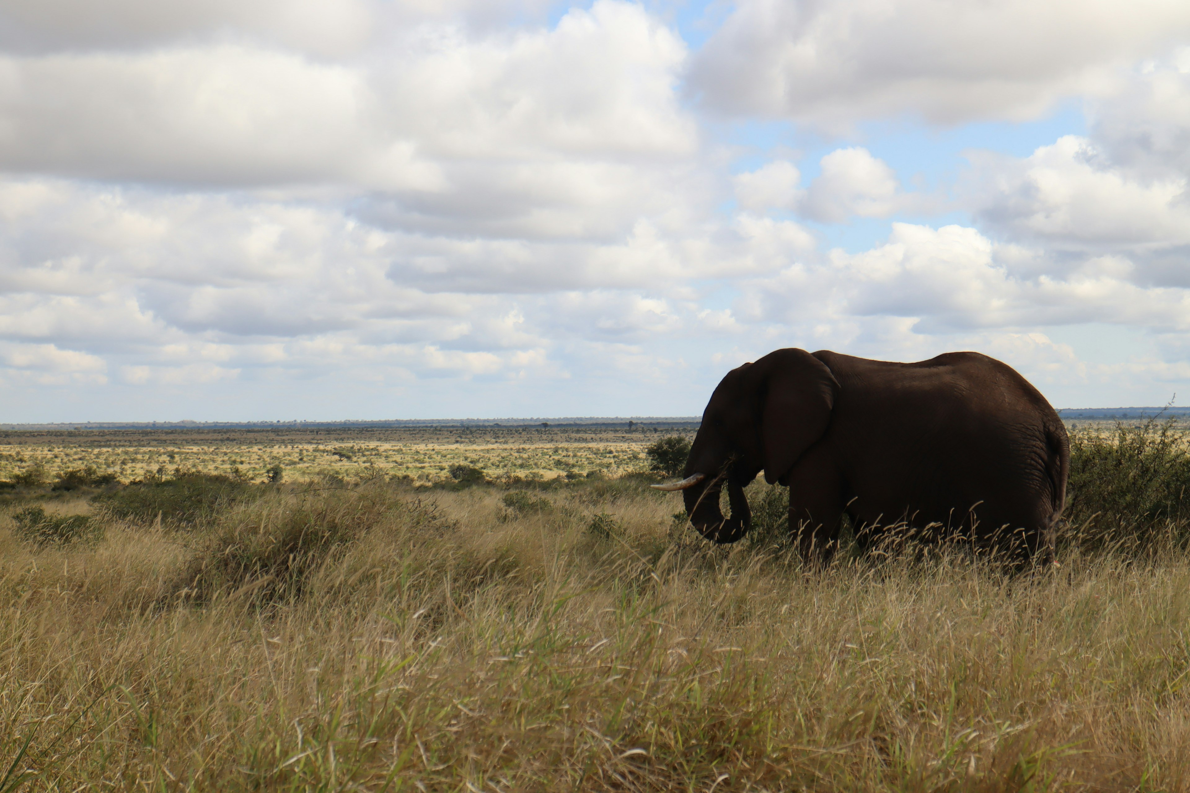 Silhouette di un elefante nella savana con cielo blu