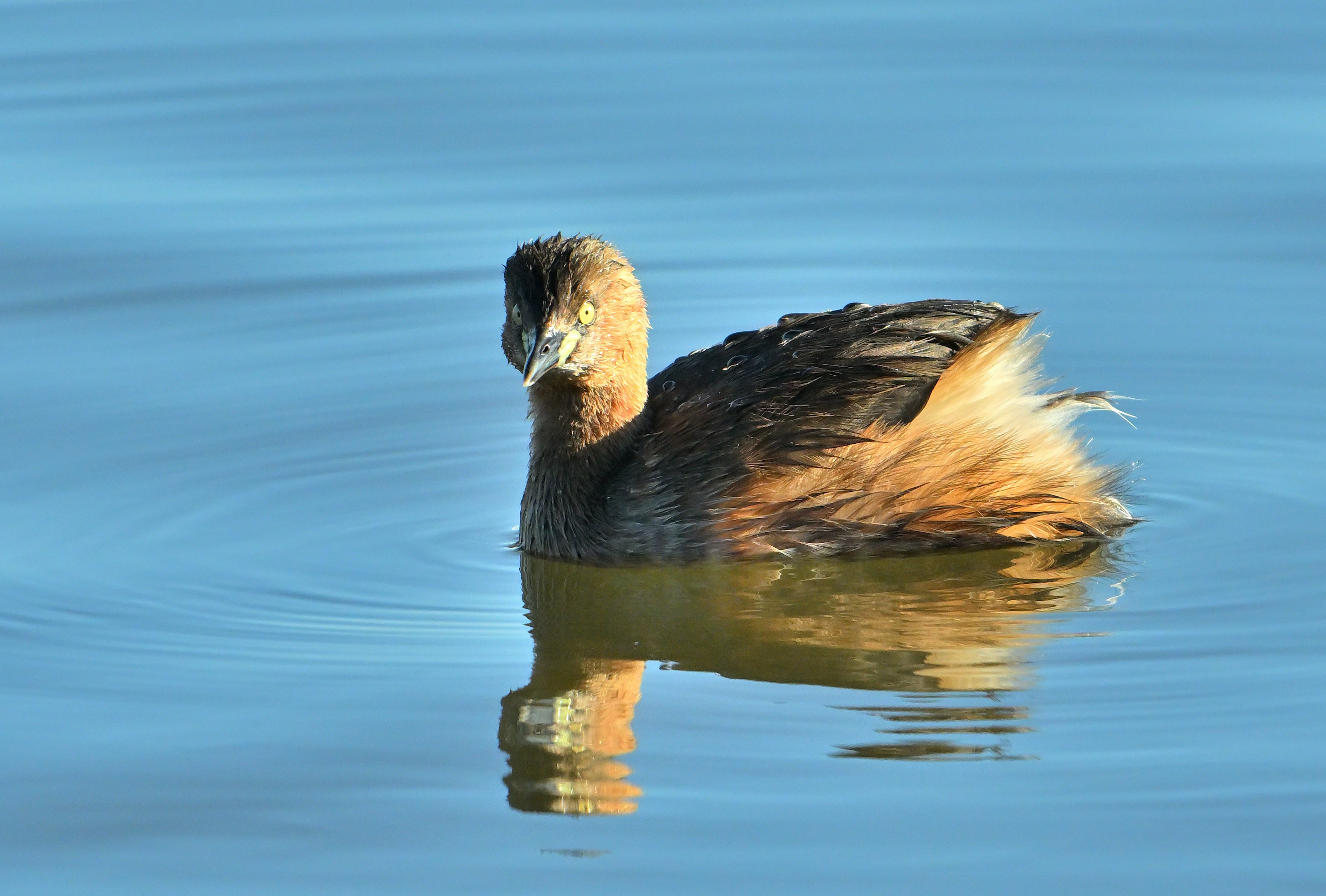 Pequeño pájaro flotando en la superficie del agua Pájaro con plumas marrones y negras El agua refleja un color azul