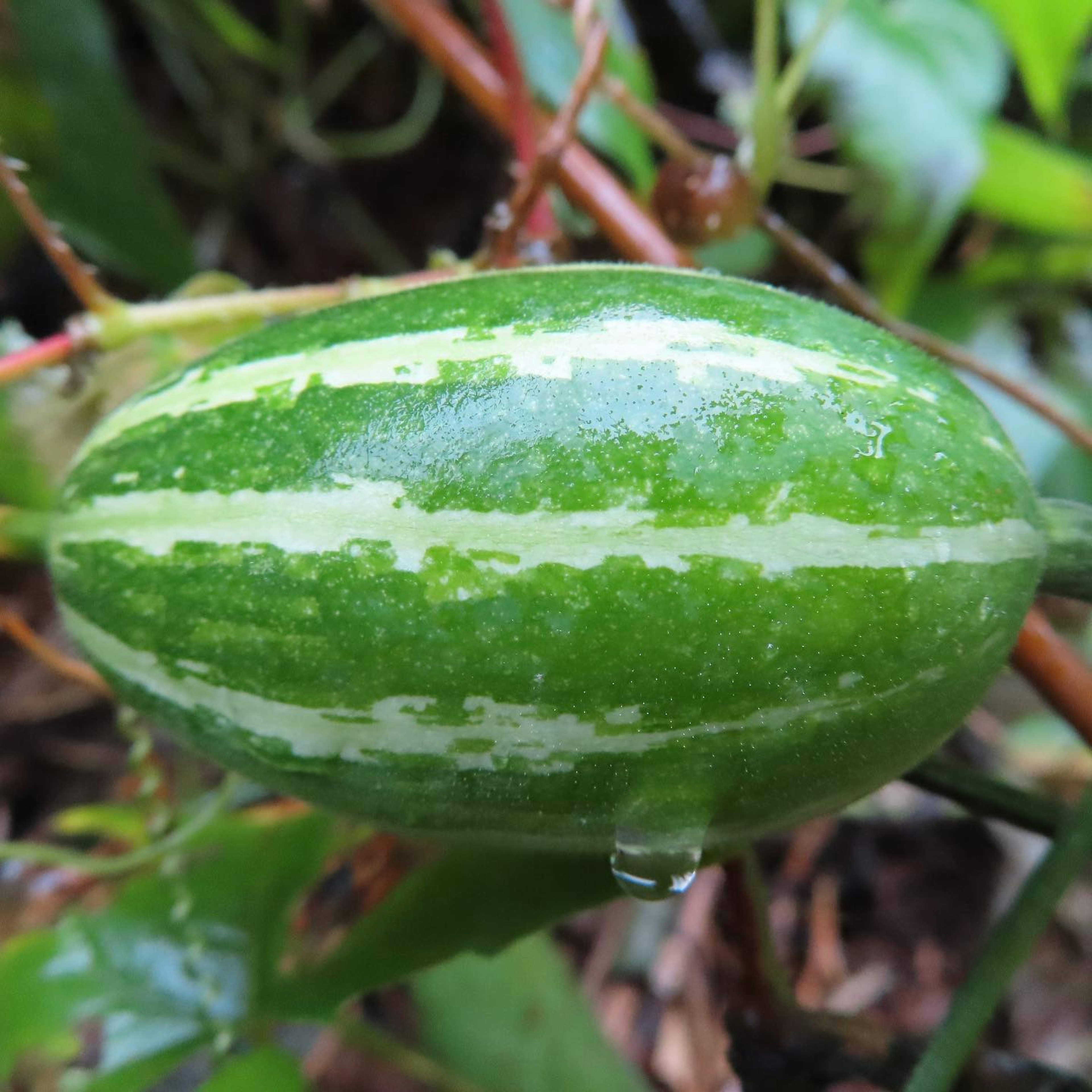 Fruta verde rayada colgando de una planta en un entorno natural