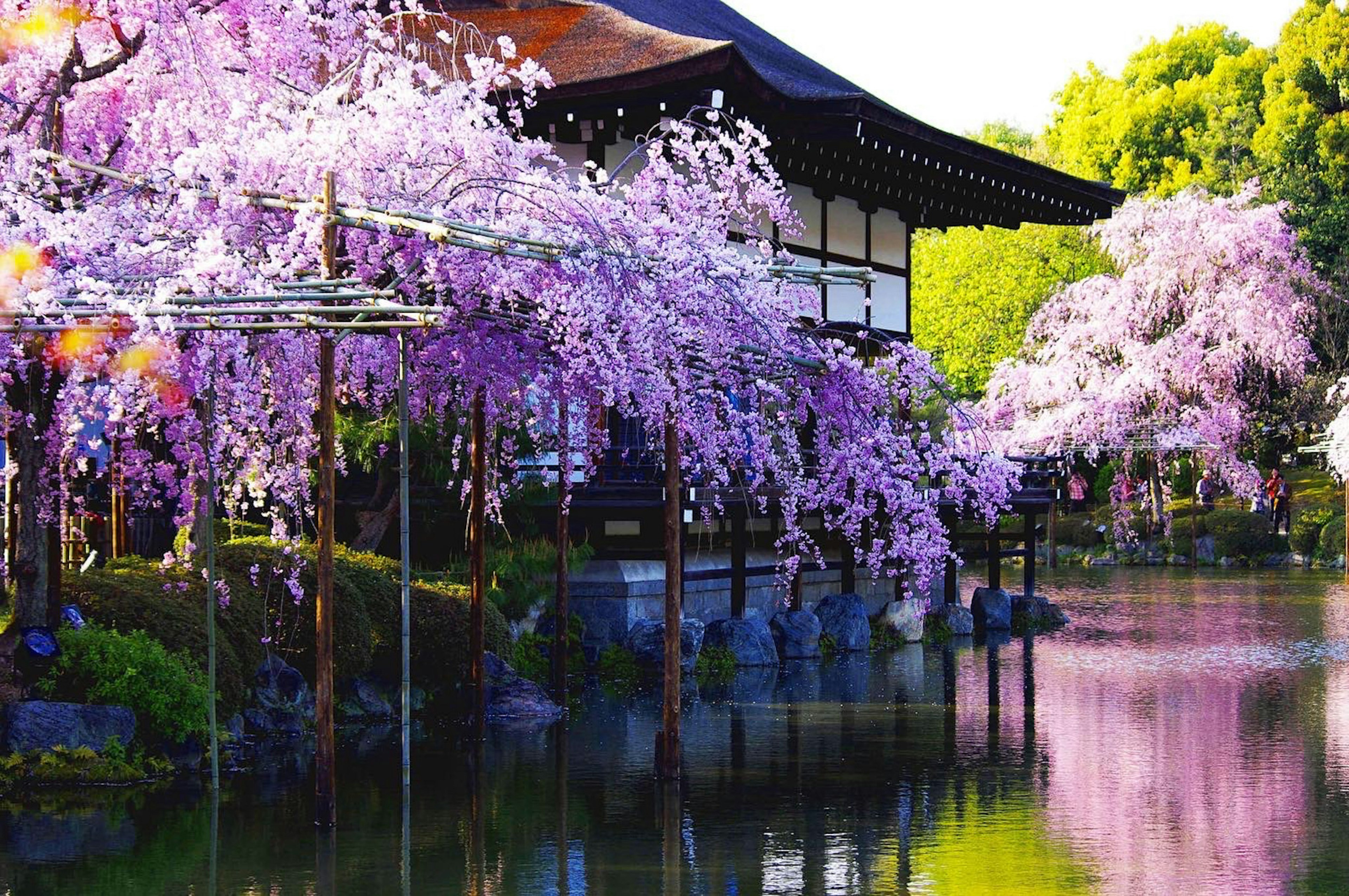 Malersicher Blick auf Kirschbaumblüten, die sich in einem ruhigen Teich mit traditioneller Architektur spiegeln