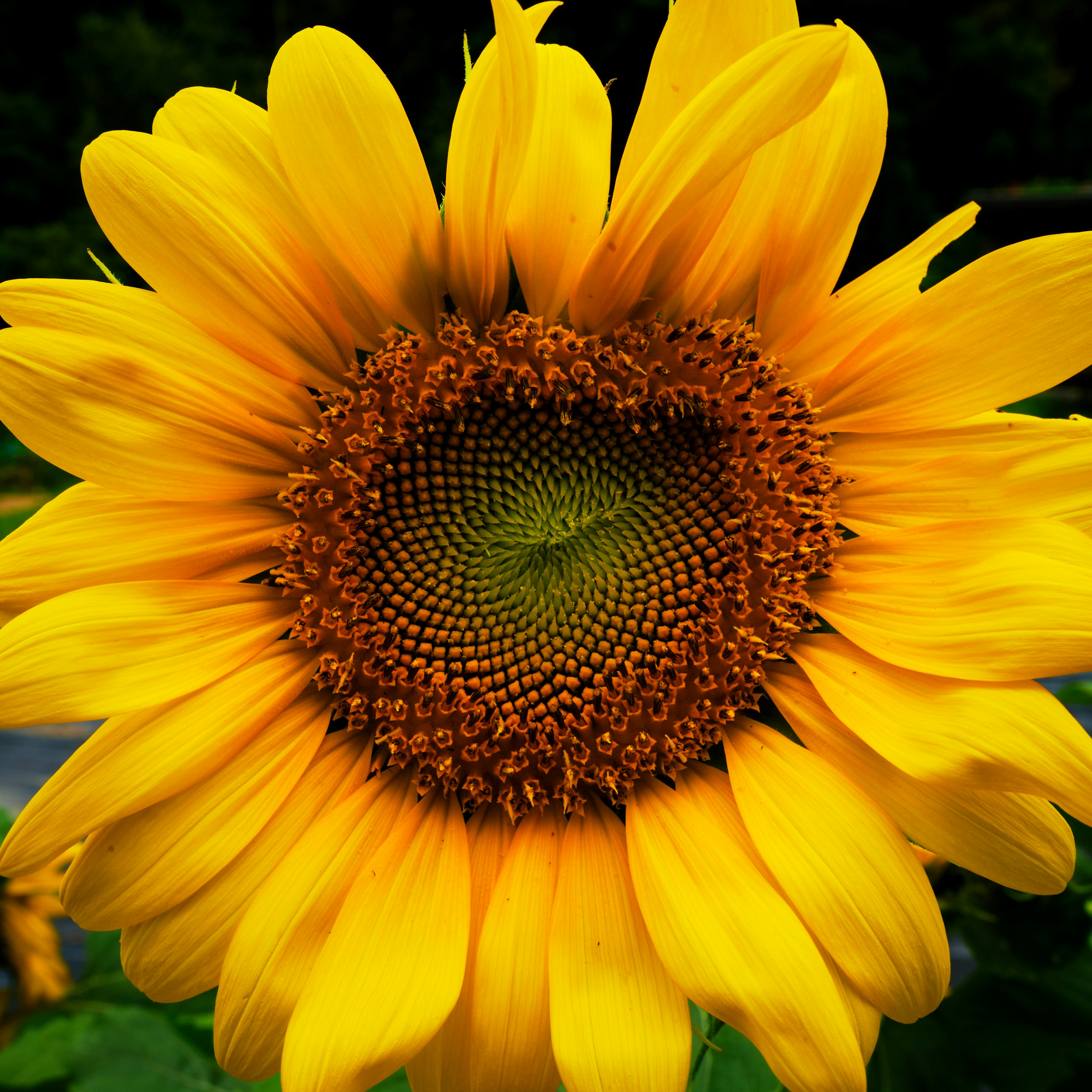 Eine lebendige gelbe Sonnenblume mit einem detaillierten Zentrum