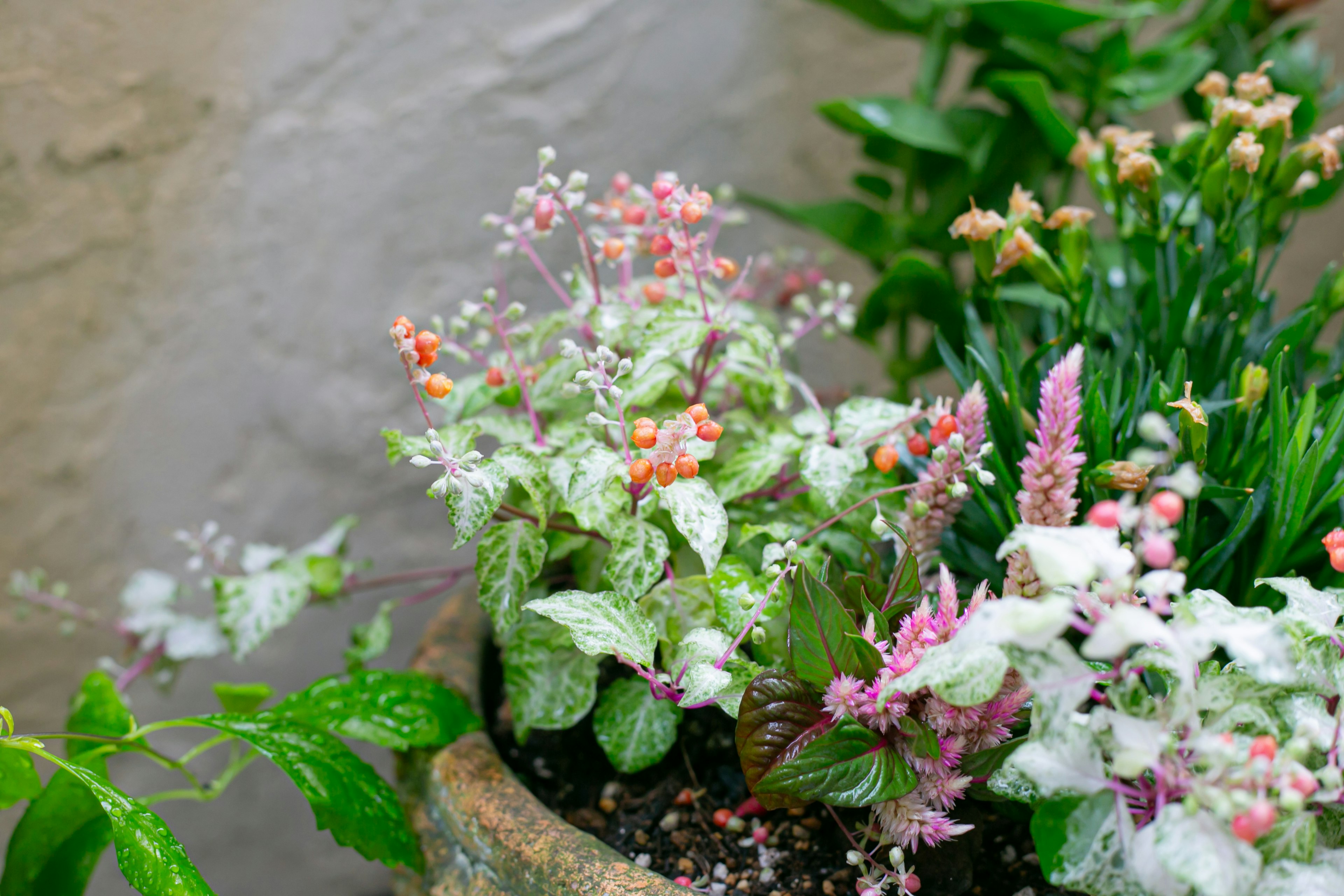 Primer plano de plantas con flores coloridas y hojas verdes en una maceta