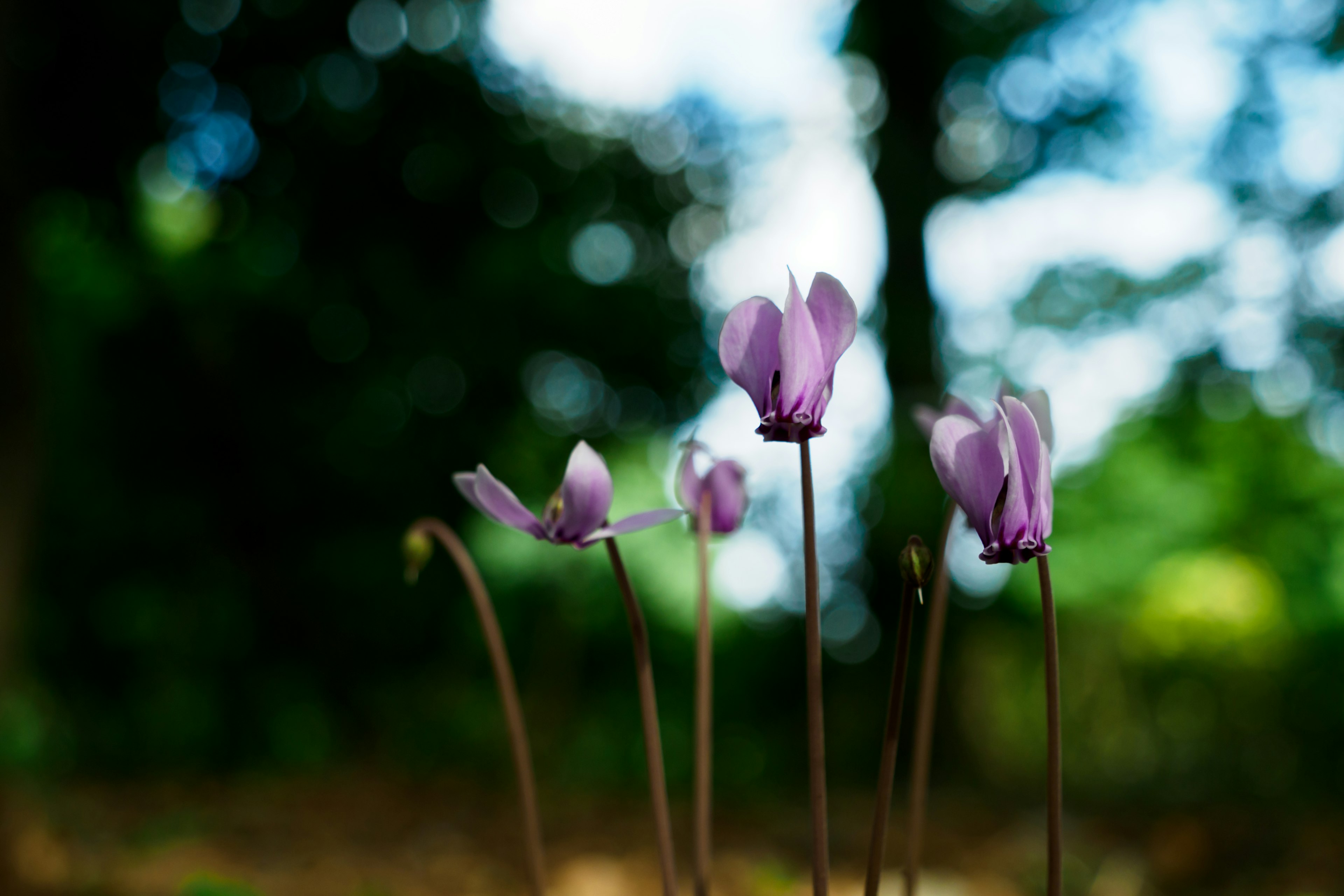 Lila Blumen blühen vor einem verschwommenen grünen Hintergrund mit Bäumen