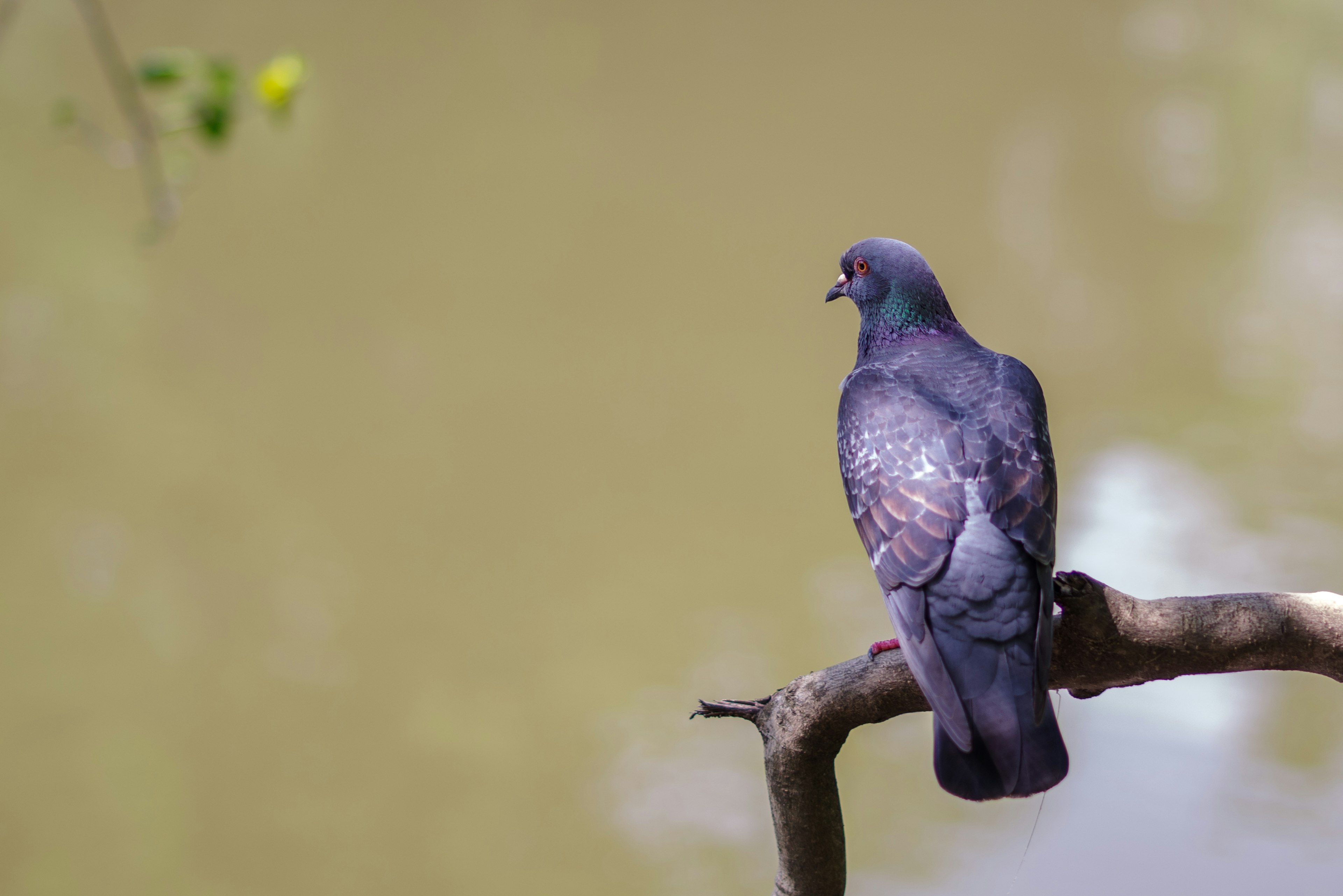 Un pigeon bleu perché au bord de l'eau