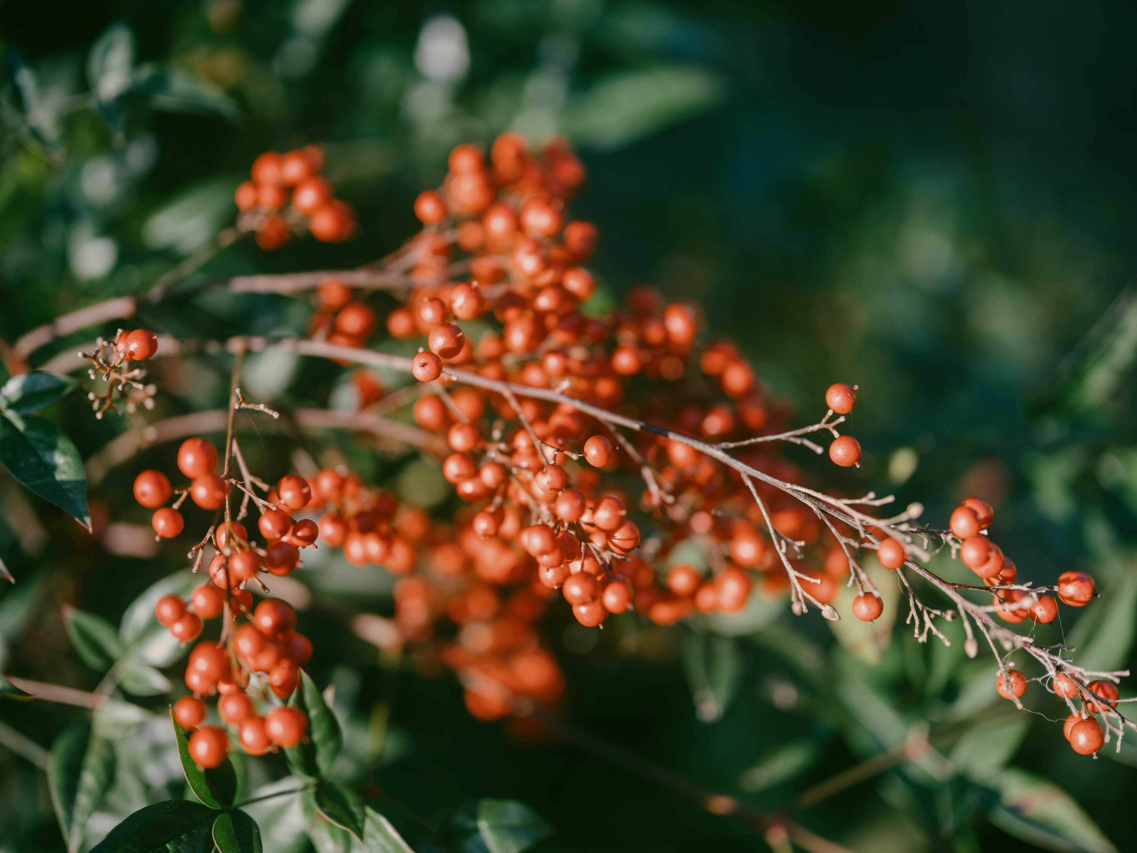 Branche avec des grappes de baies rouges et des feuilles vertes