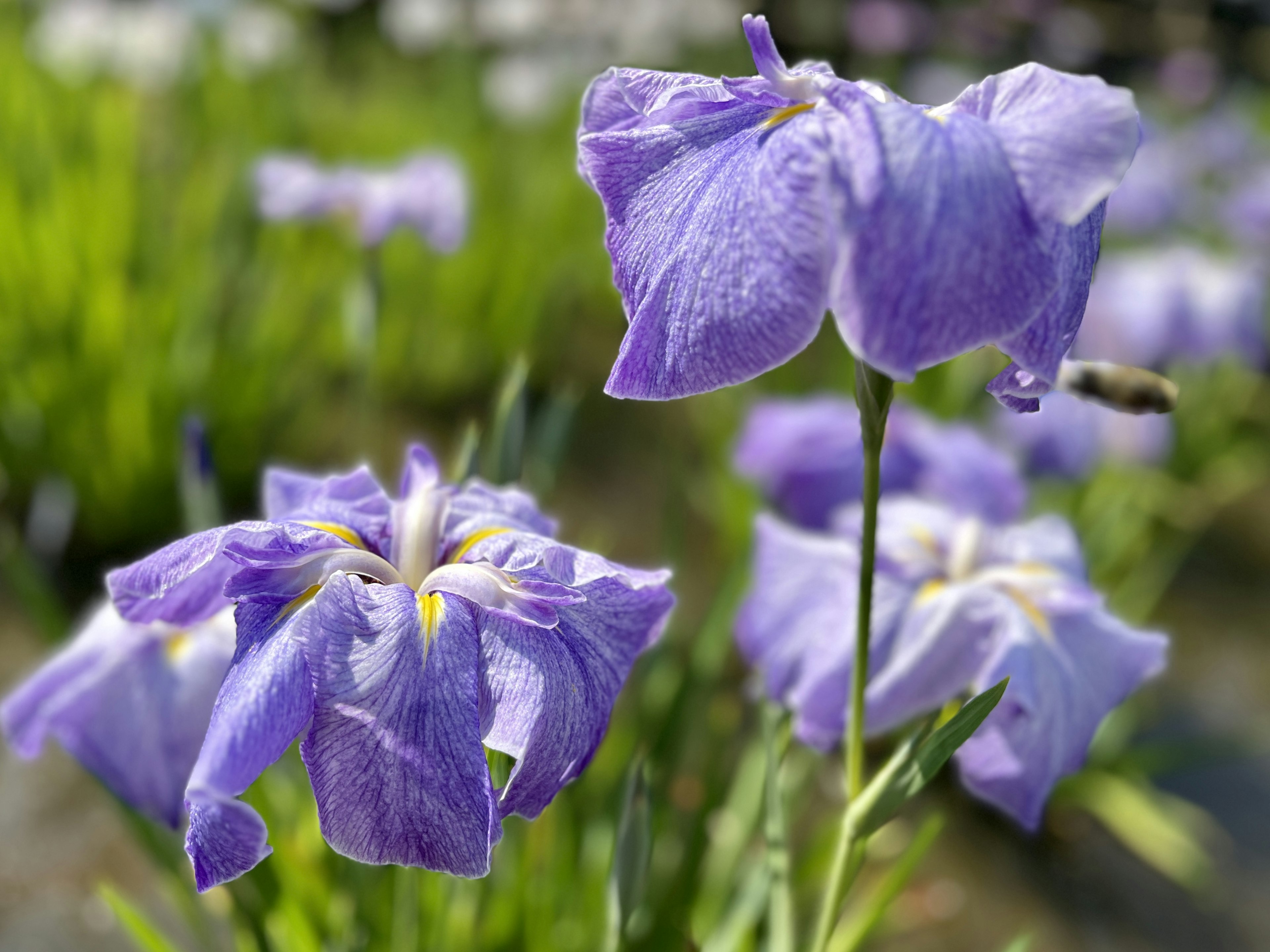 Fiori viola che fioriscono in un giardino