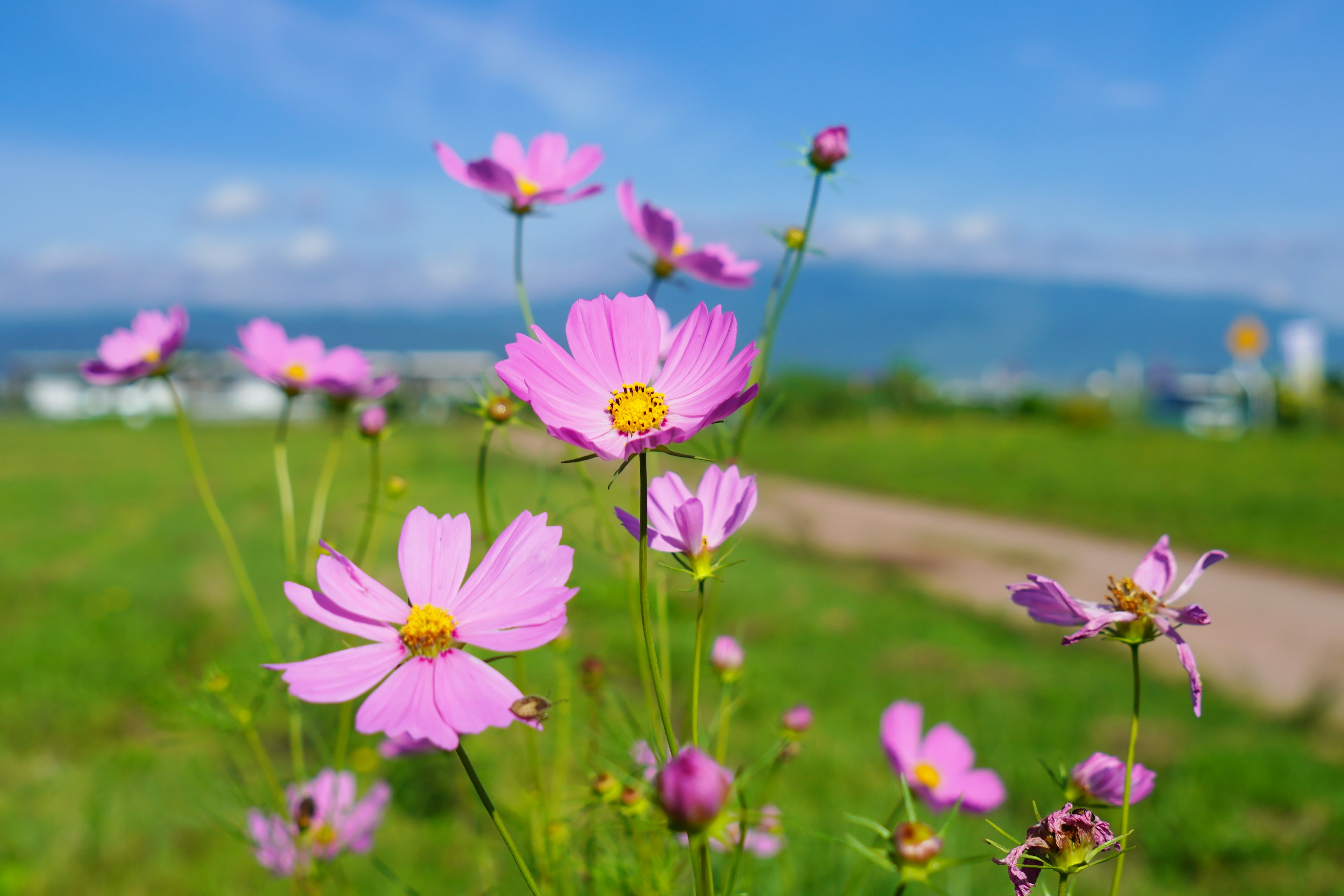 青空の下で咲くピンクのコスモスの花々と緑の草原