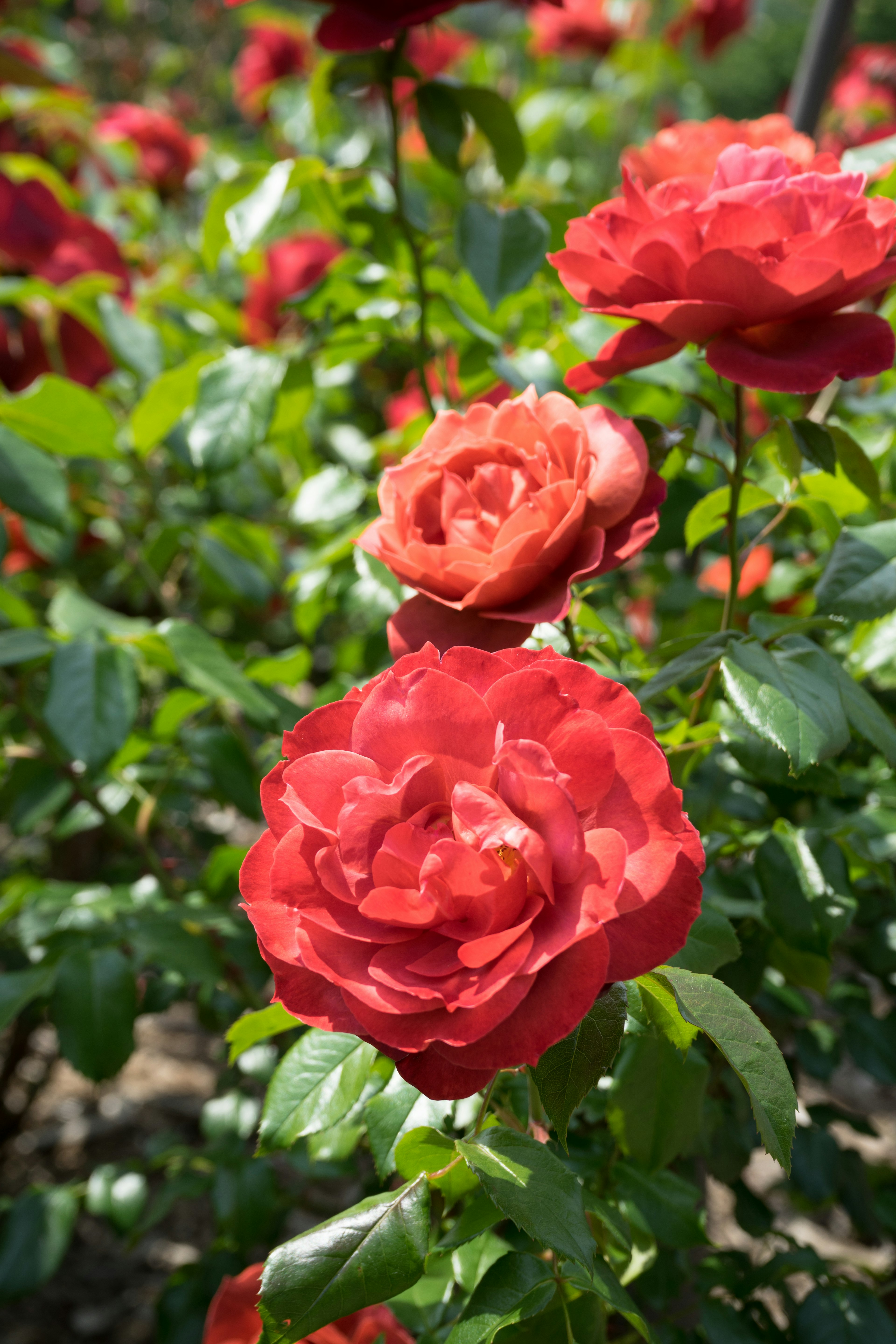 鮮やかな赤いバラの花が咲いている庭の風景