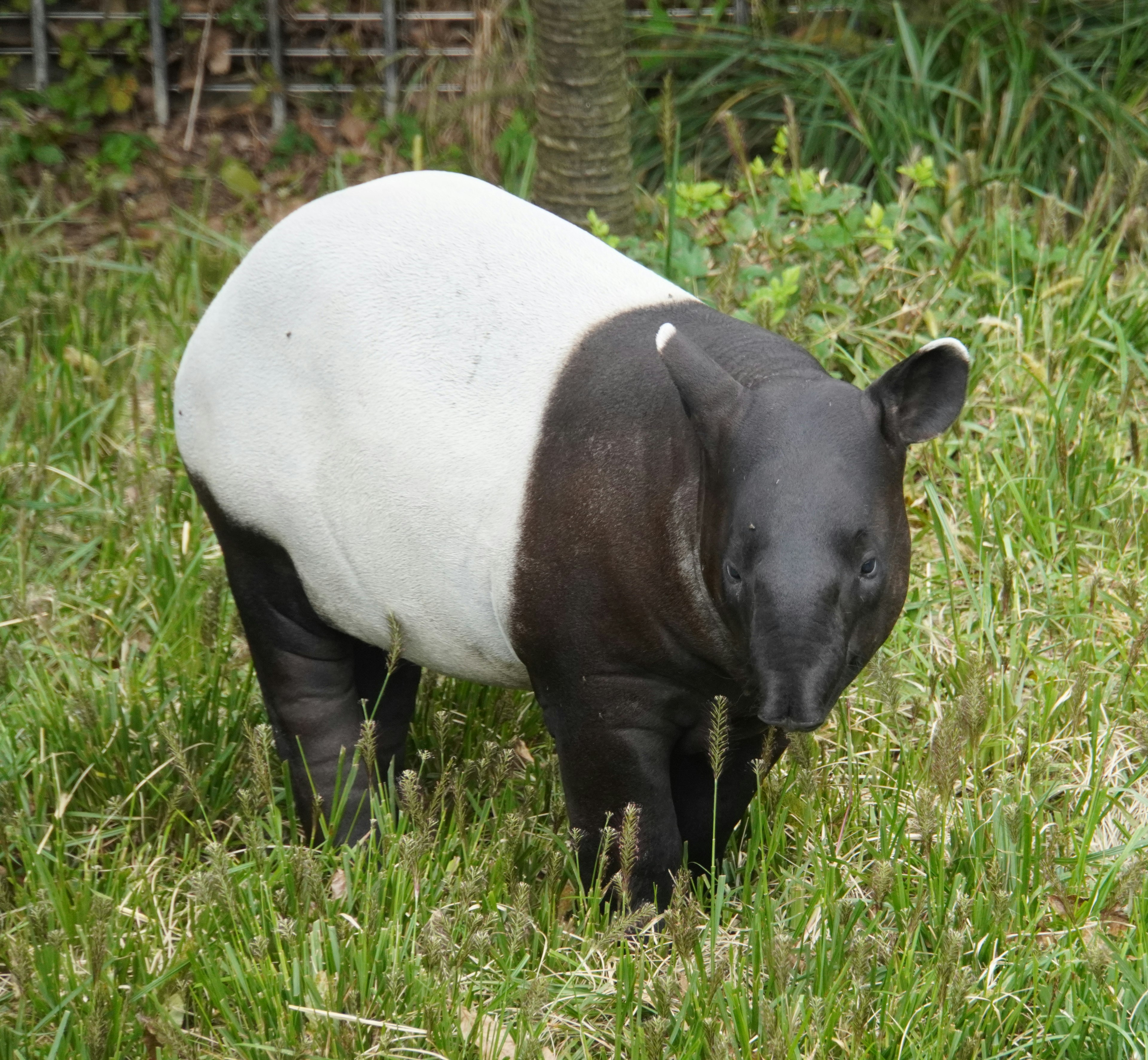 Tapiro malese con corpo nero e bianco in piedi nell'erba