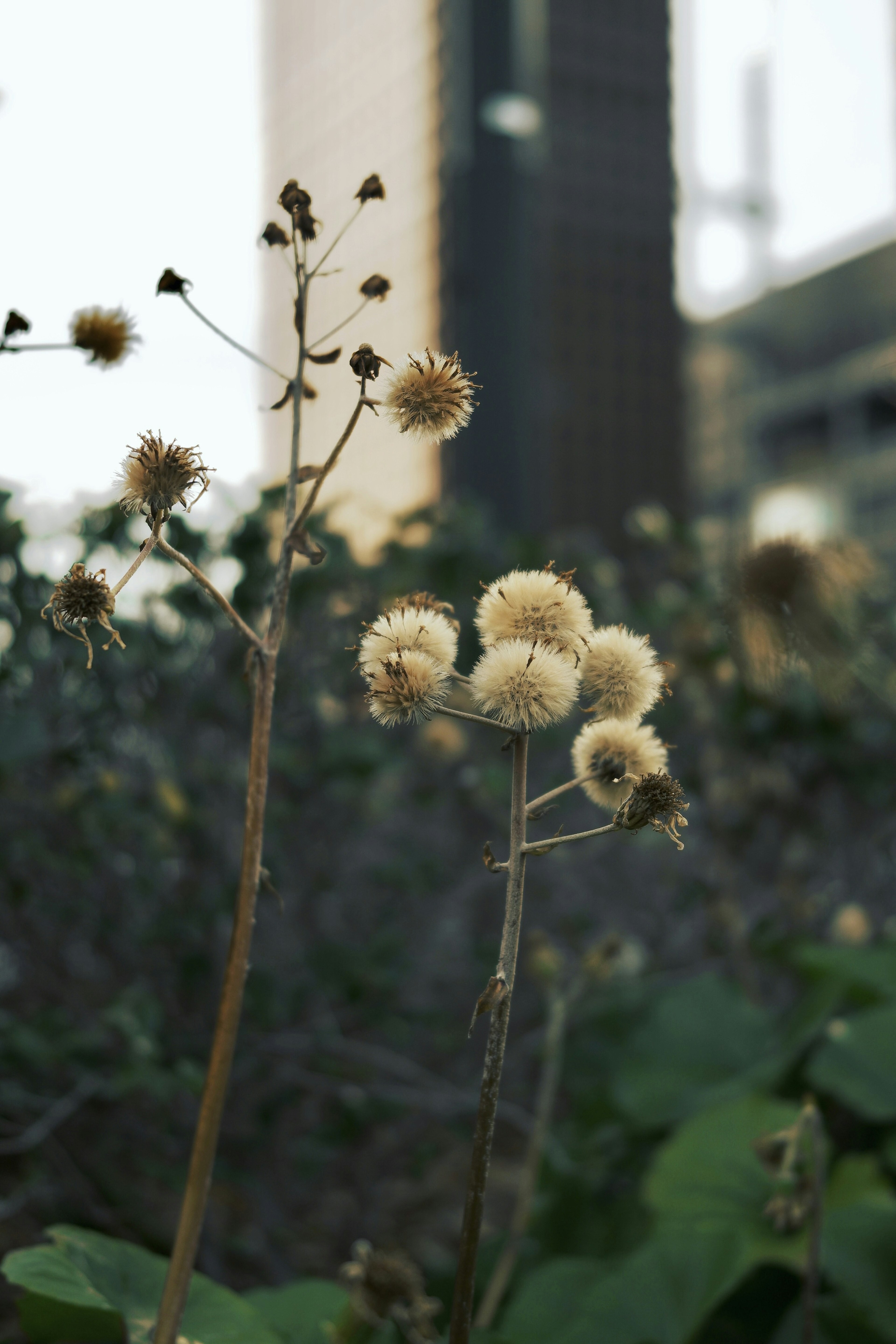 背景にビルがある枯れた植物のクローズアップ