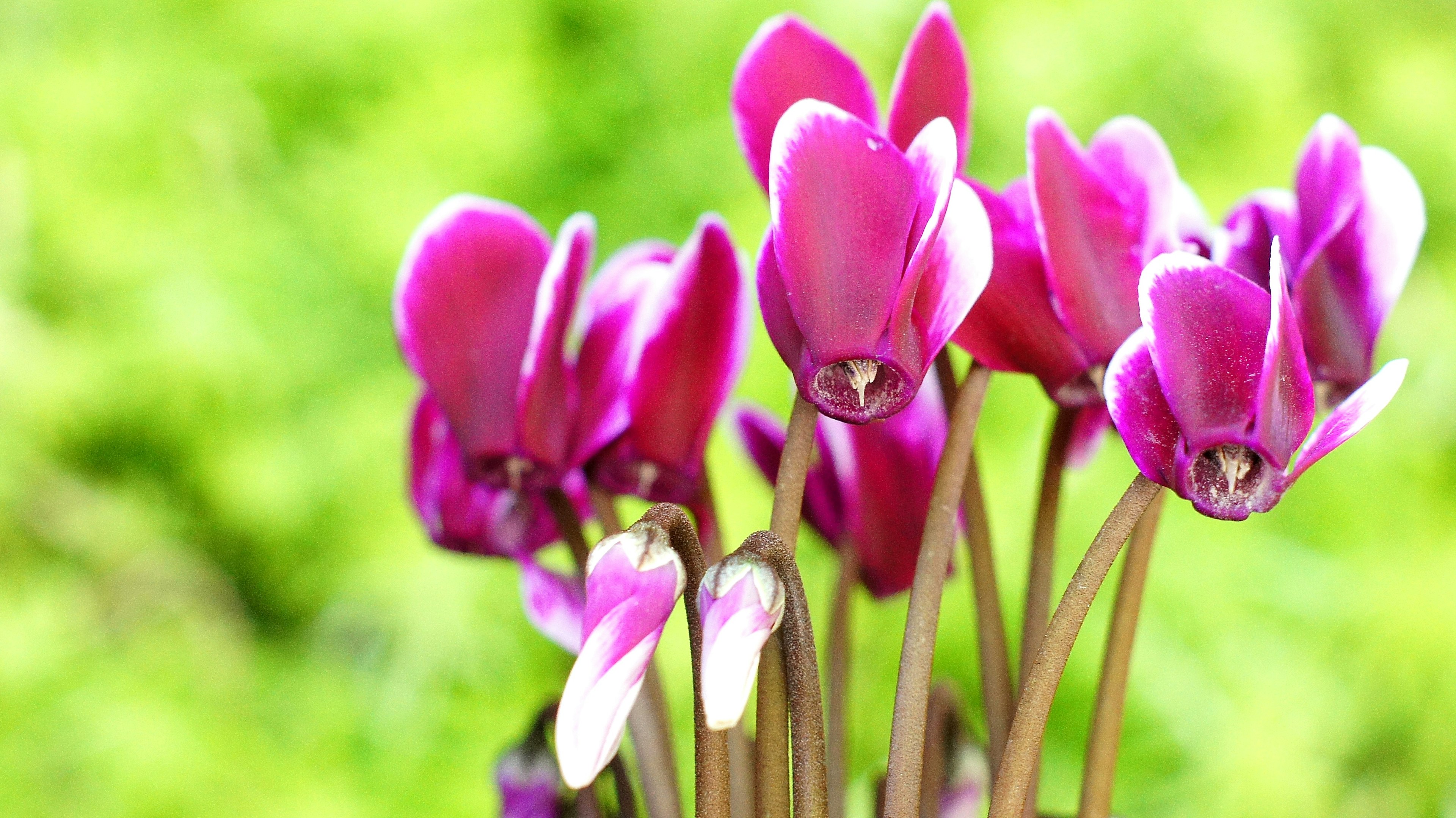 Fiori di ciclamino rosa vivaci che fioriscono su uno sfondo verde