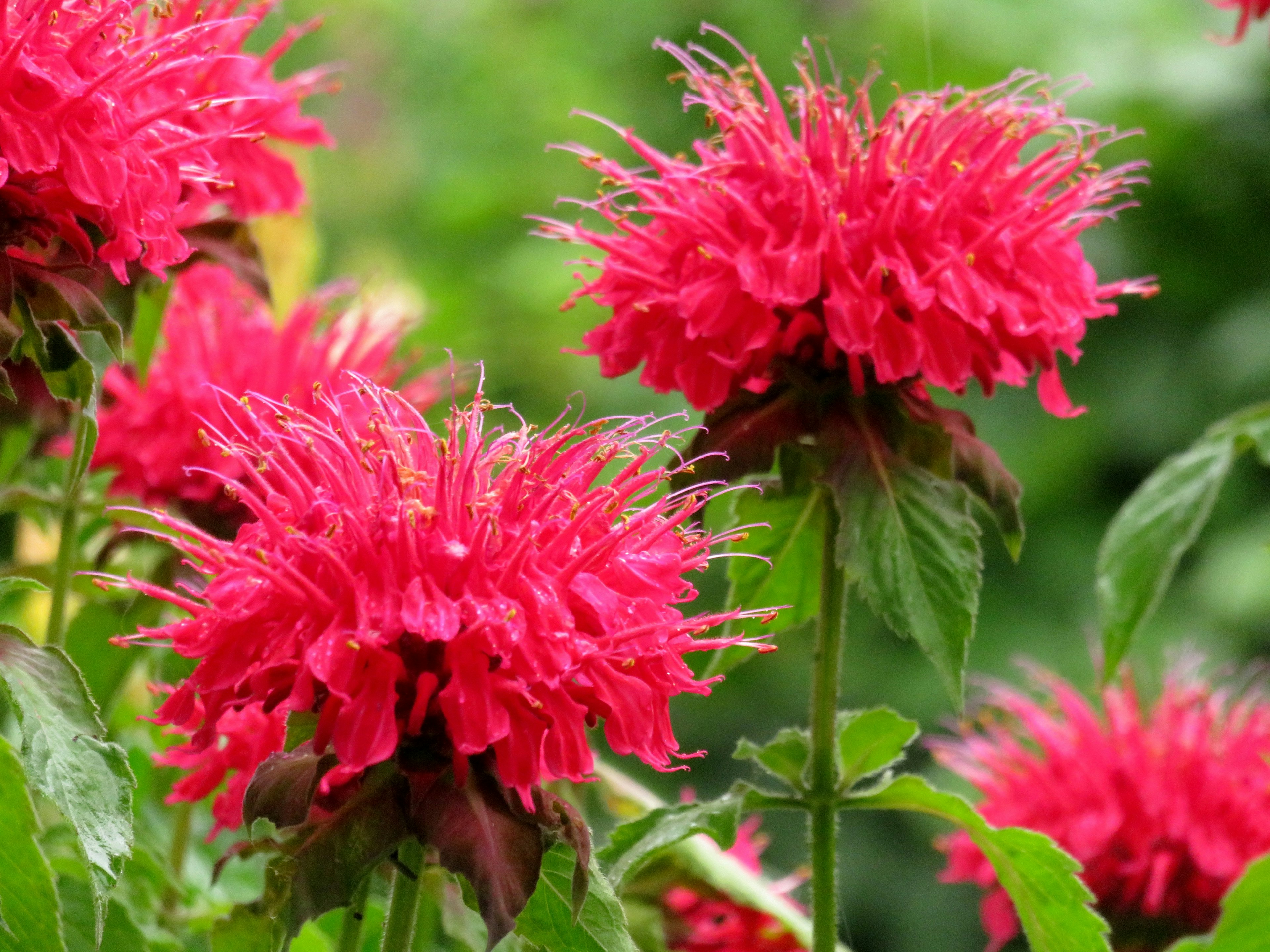 Nahaufnahme von leuchtend roten Blumen, die an einer Pflanze blühen