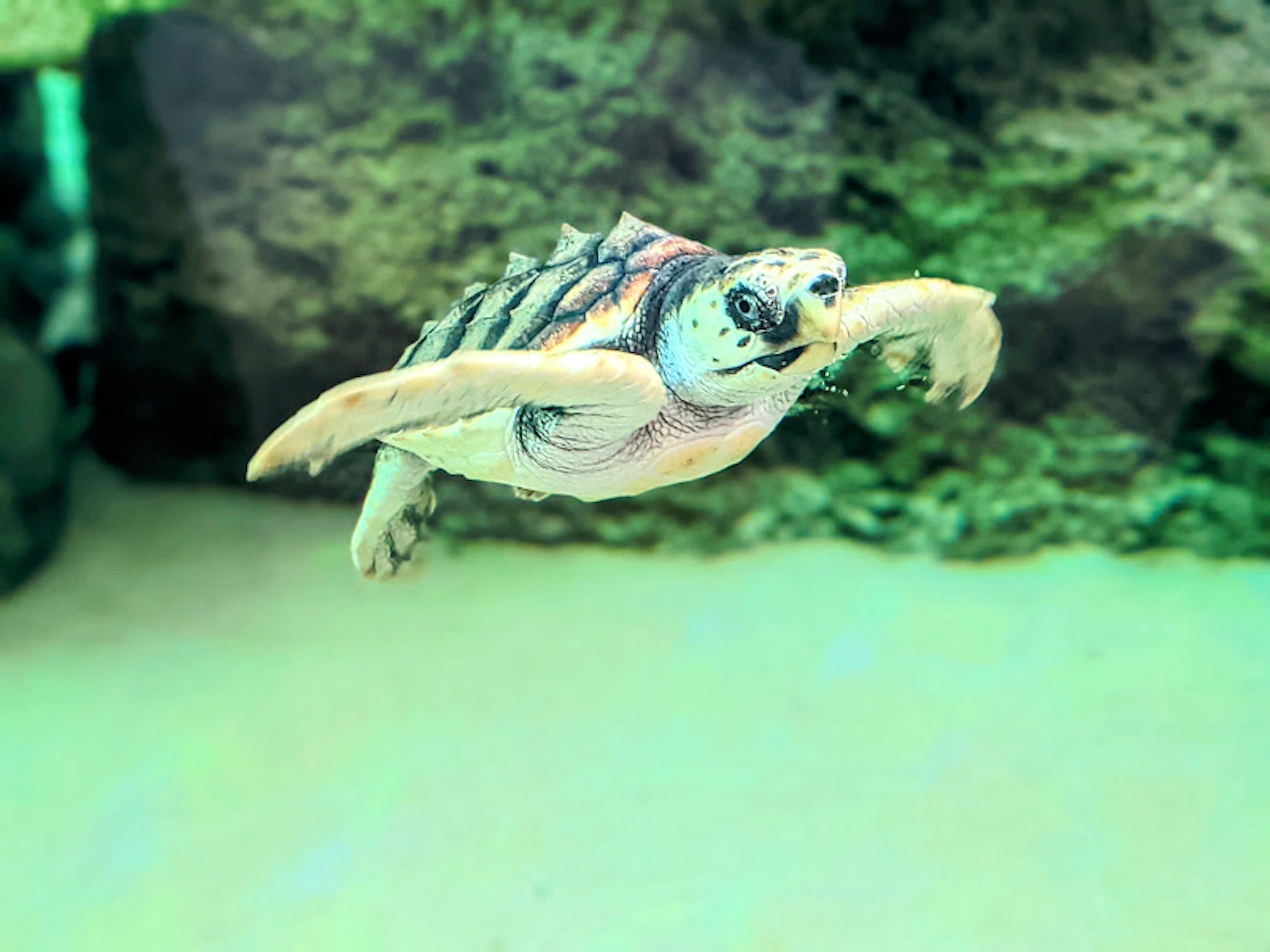 A turtle swimming underwater with a patterned shell