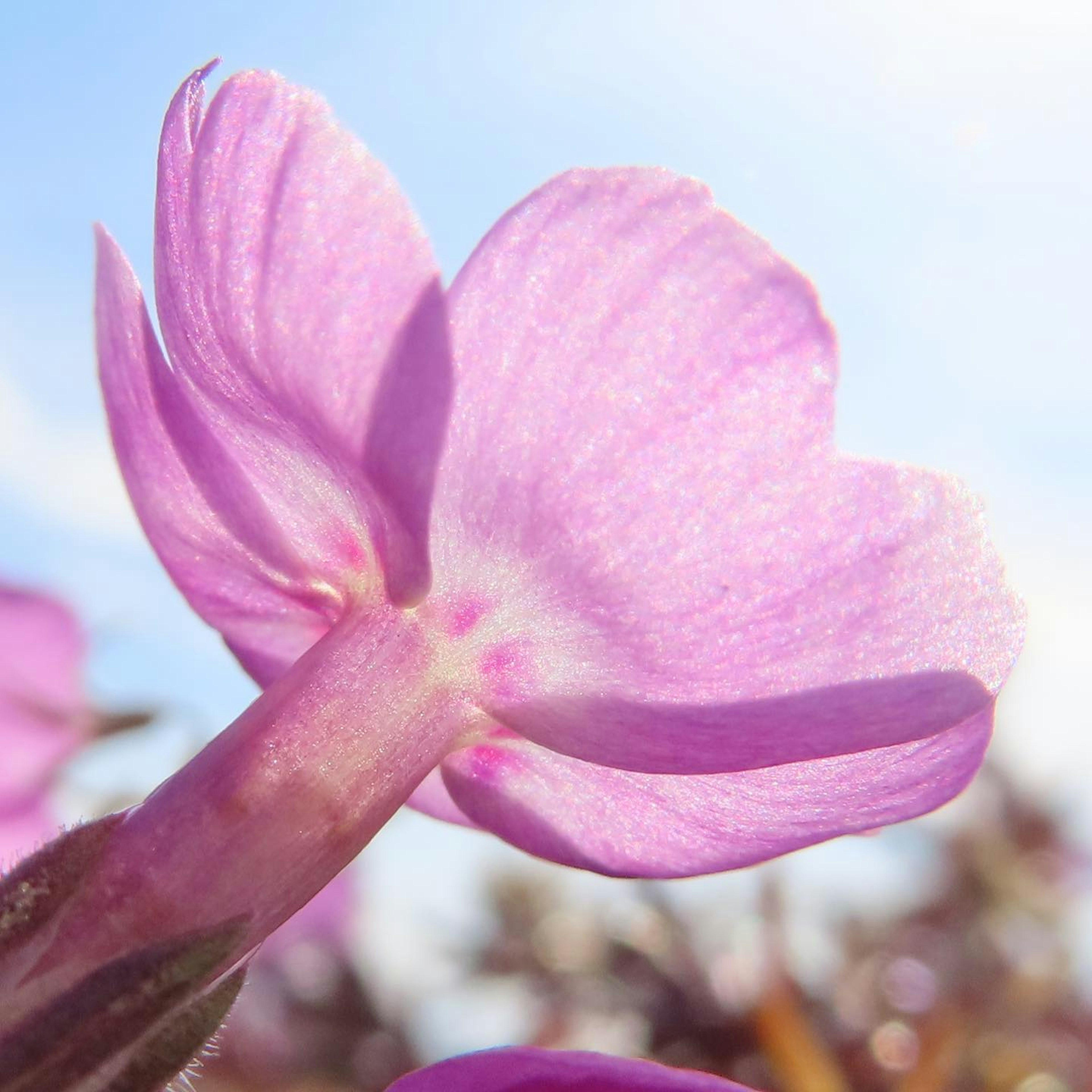 Close-up of a light purple flower with a blue sky in the background