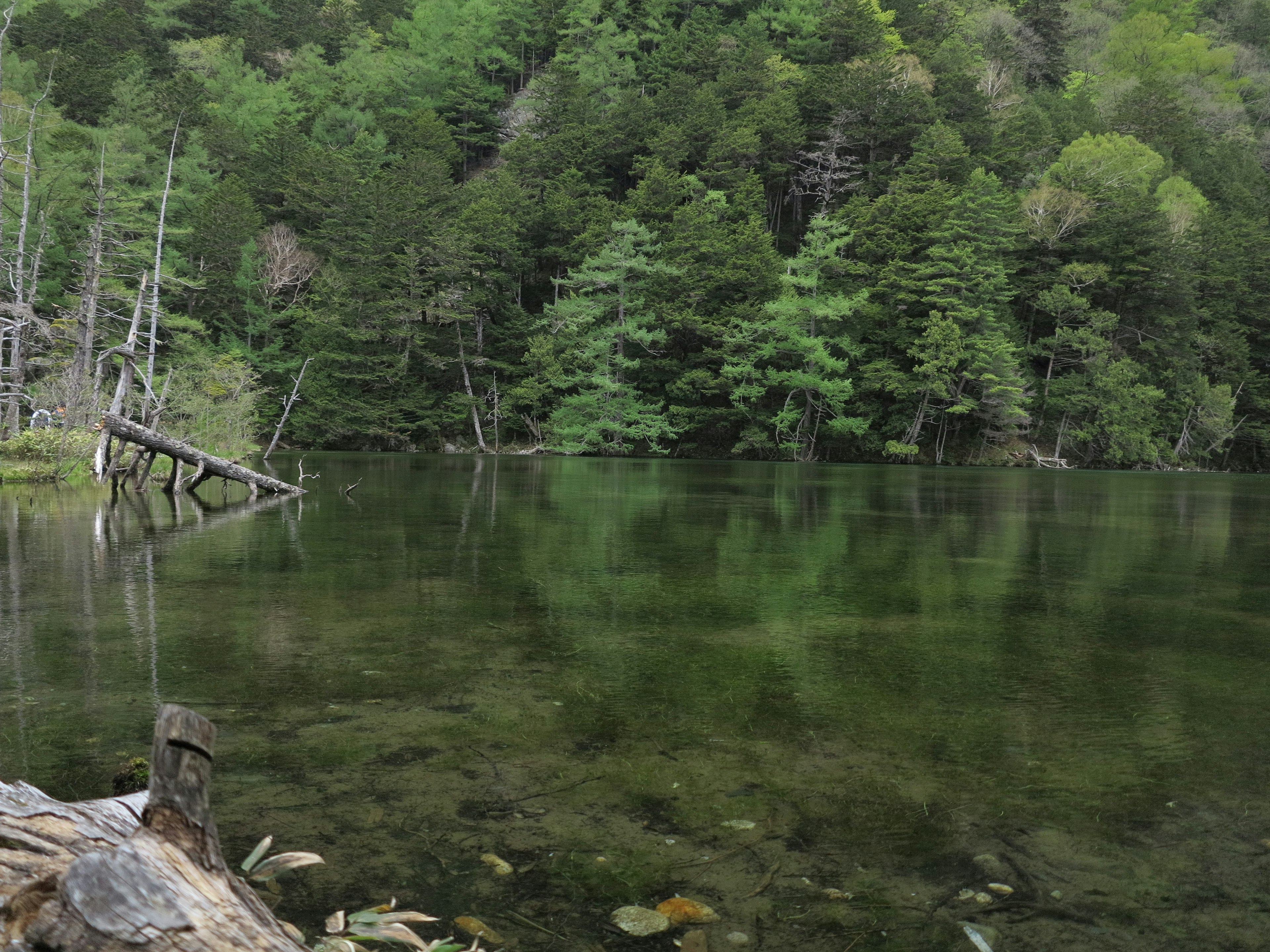 Serene lake reflecting lush green forest in a tranquil natural setting