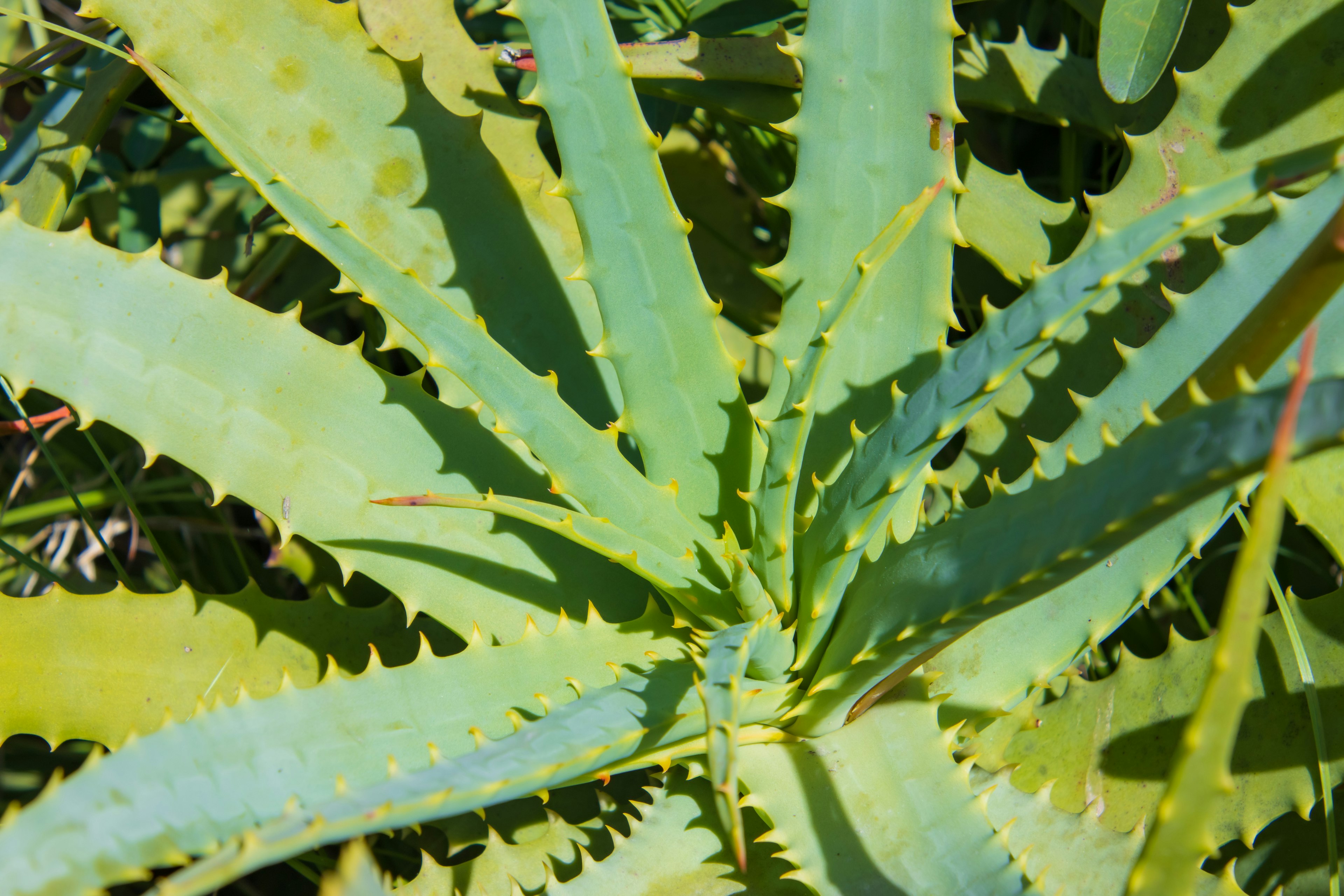 Overlapping green and yellow aloe leaves