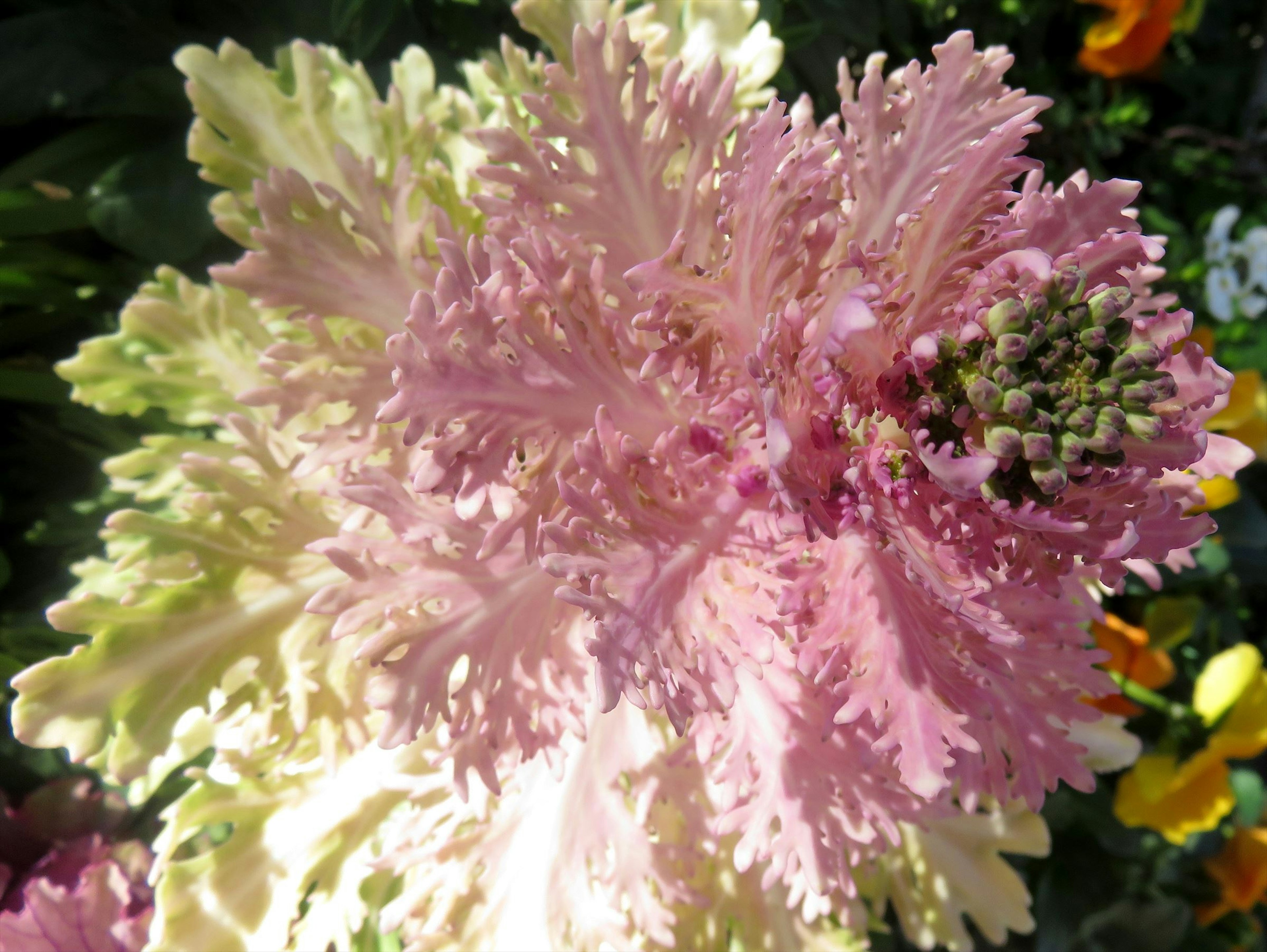 Pianta fogliosa rosa vivace simile a un cavolo ornamentale