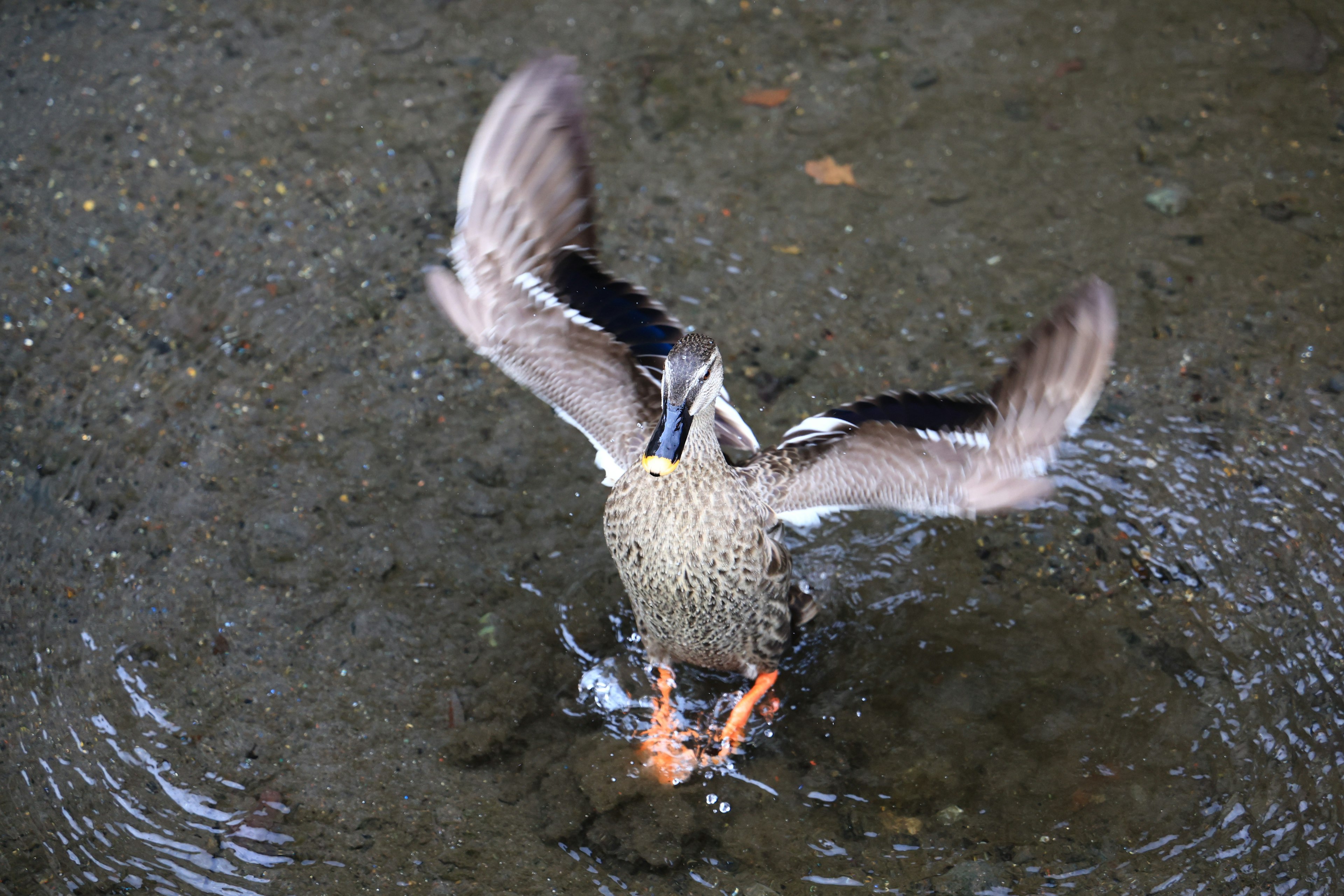 Un pato agitando sus alas en la superficie del agua creando ondas