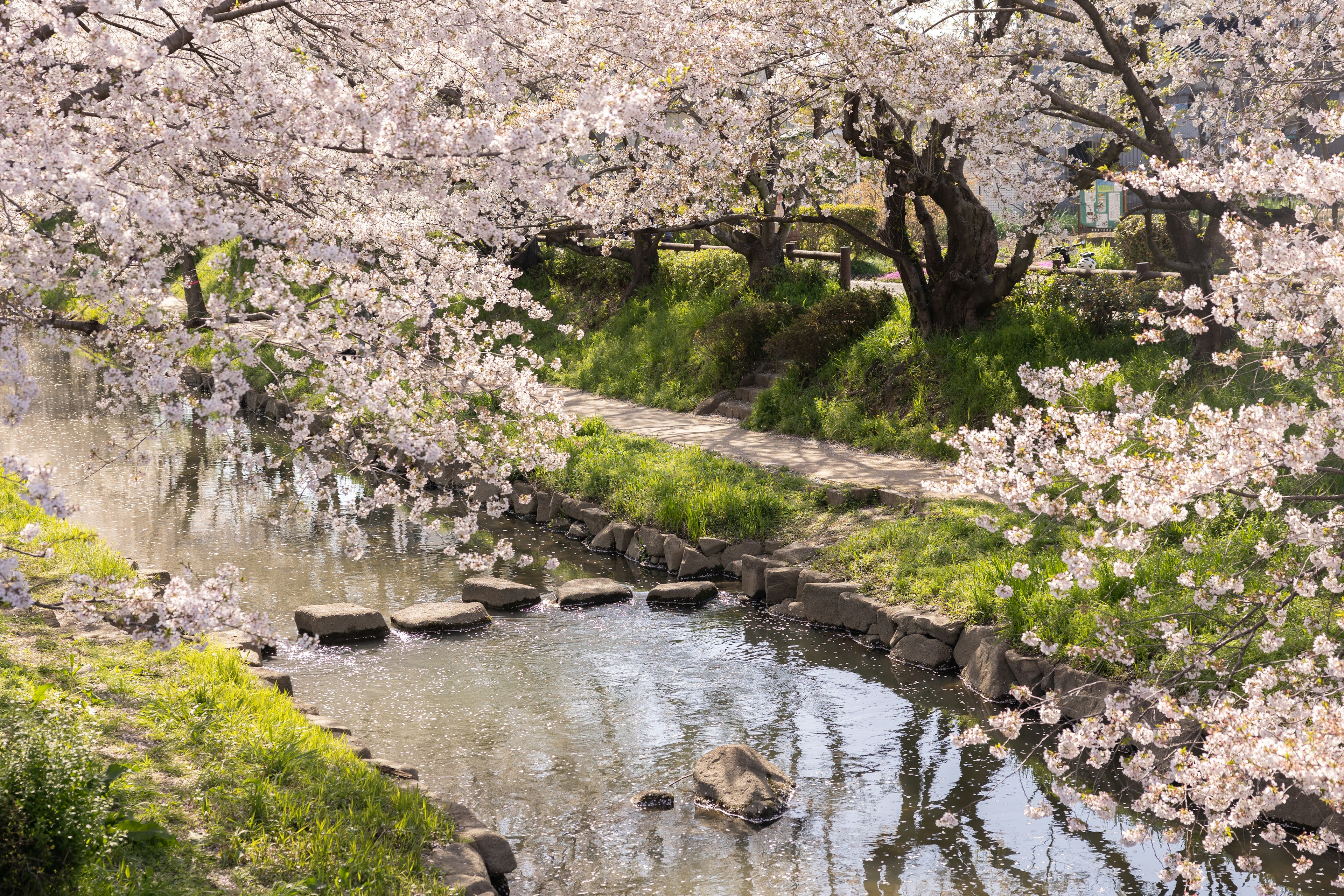 Scenic view of cherry blossom trees along a stream green grass and stone path create a tranquil atmosphere