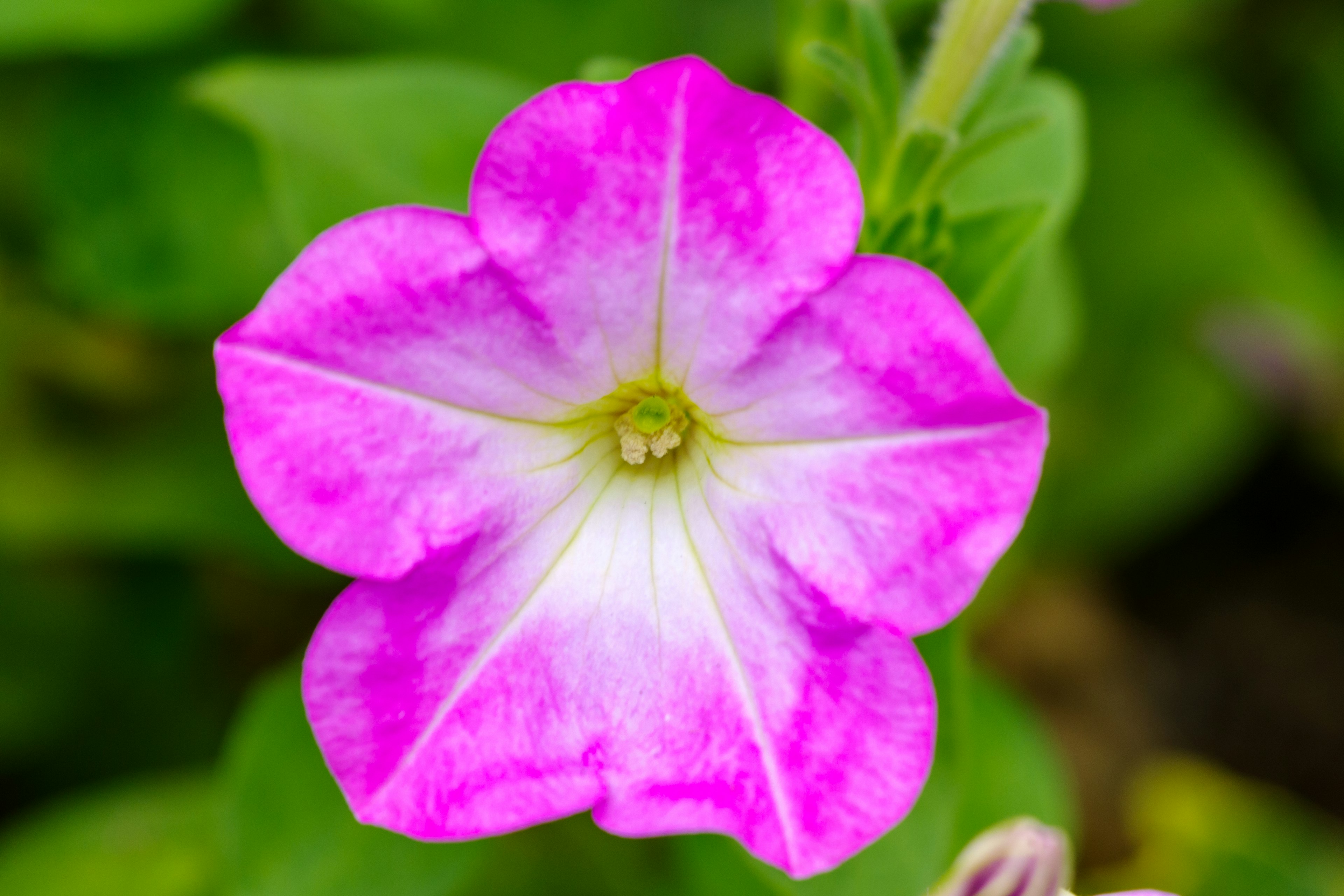 Un fiore di petunia rosa vibrante in fiore al centro