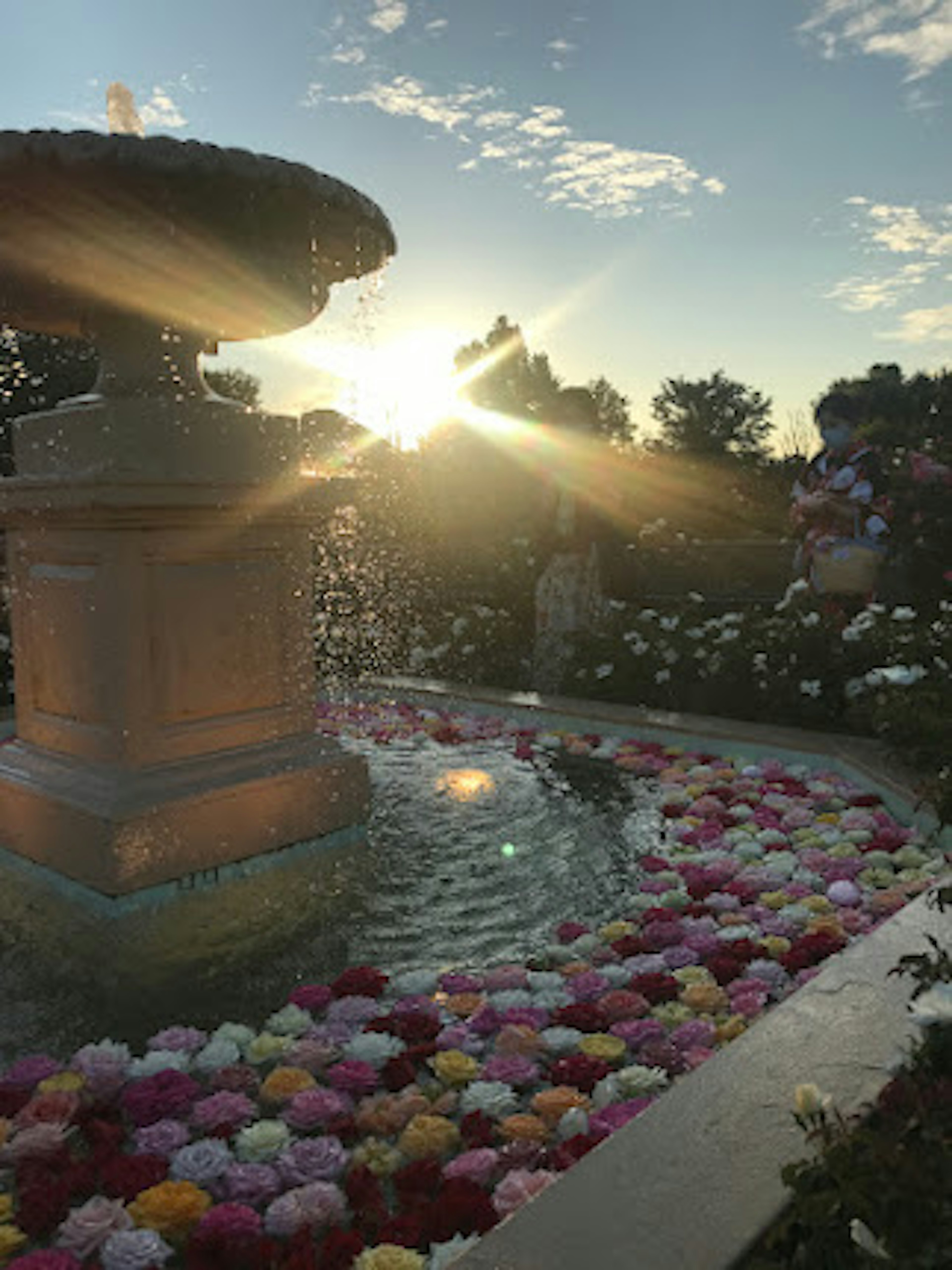 Scenic view of a fountain surrounded by colorful flower petals at sunset