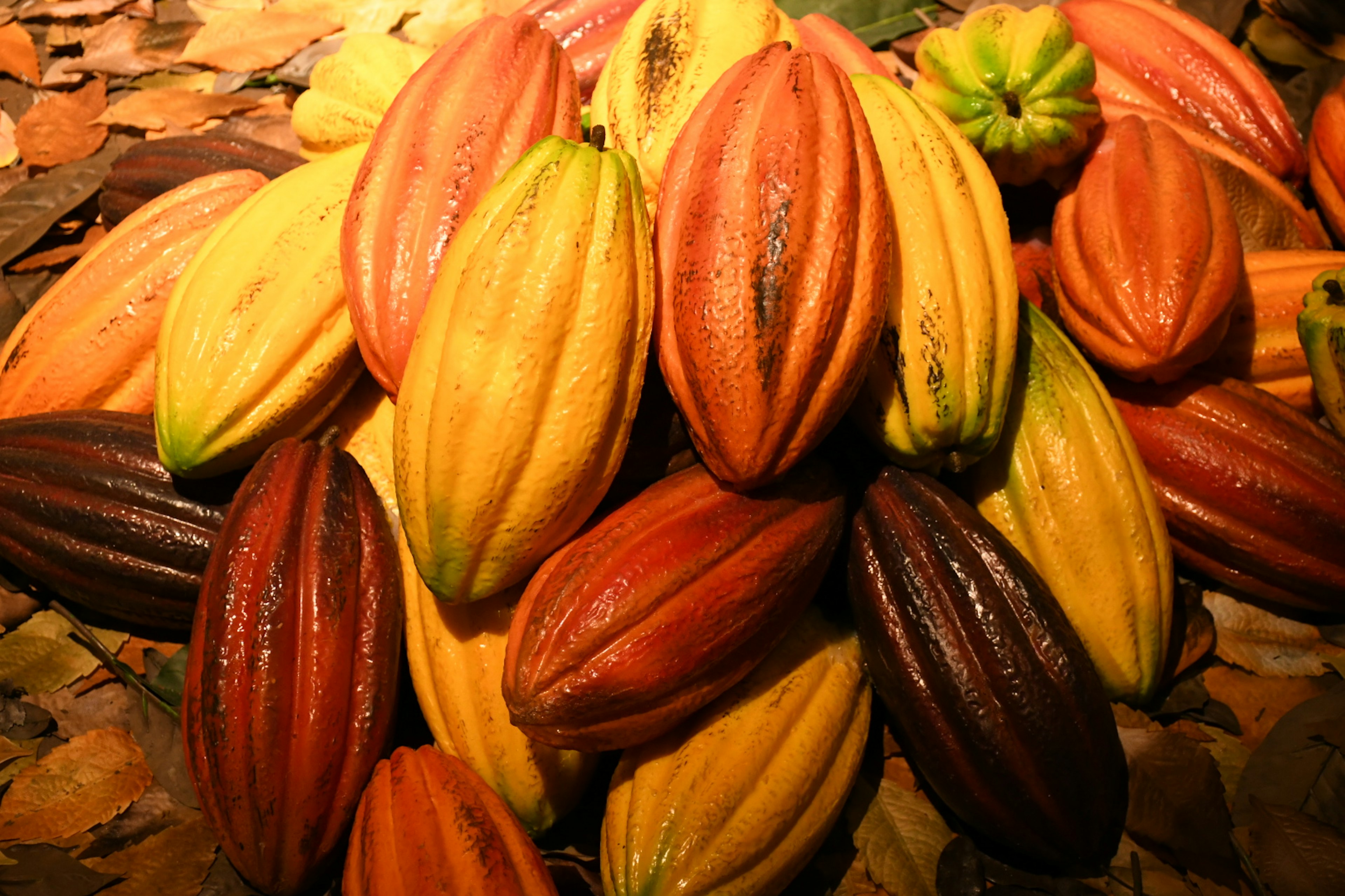 Vainas de cacao coloridas apiladas juntas