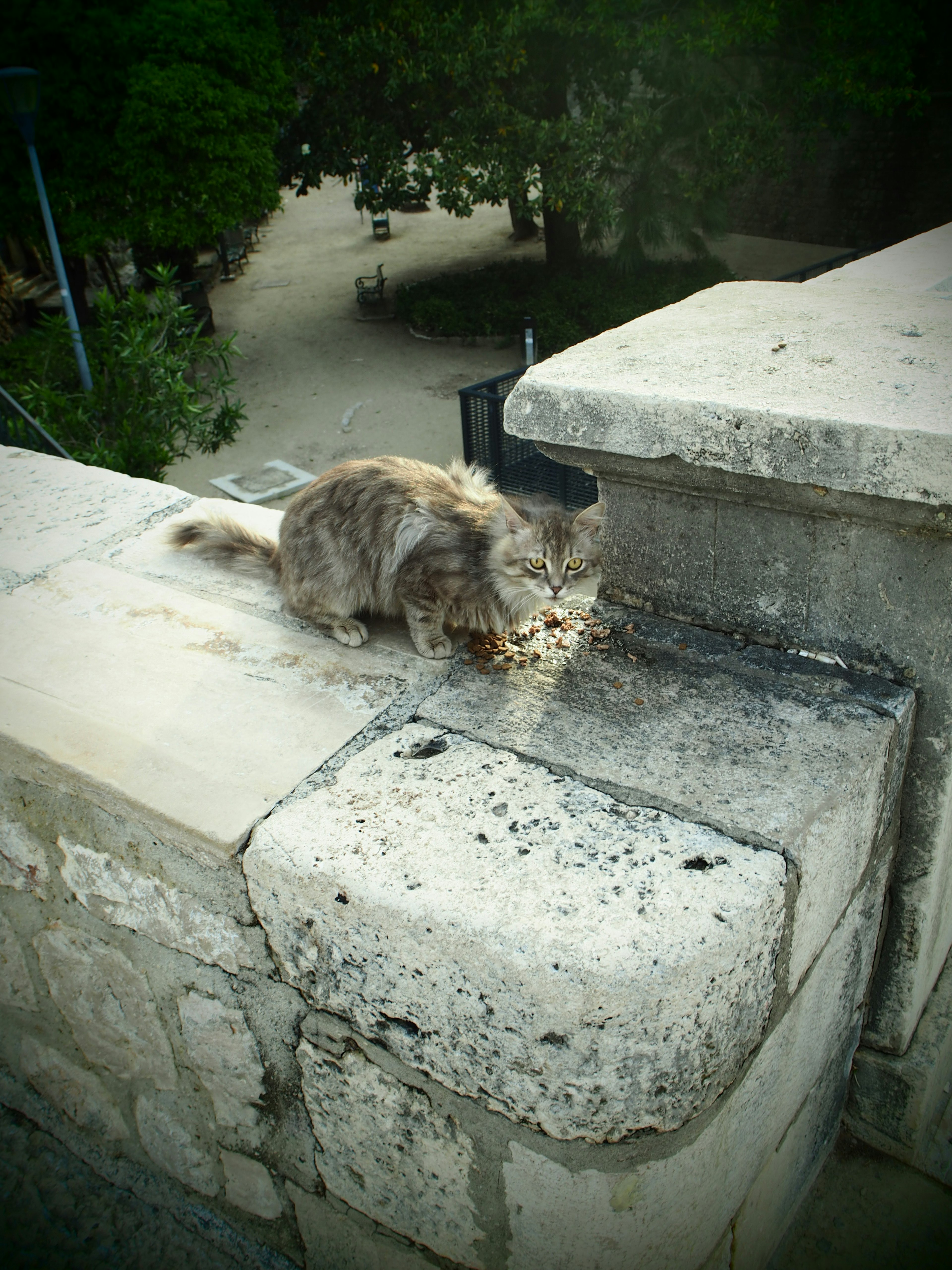 Cat eating food on a stone wall