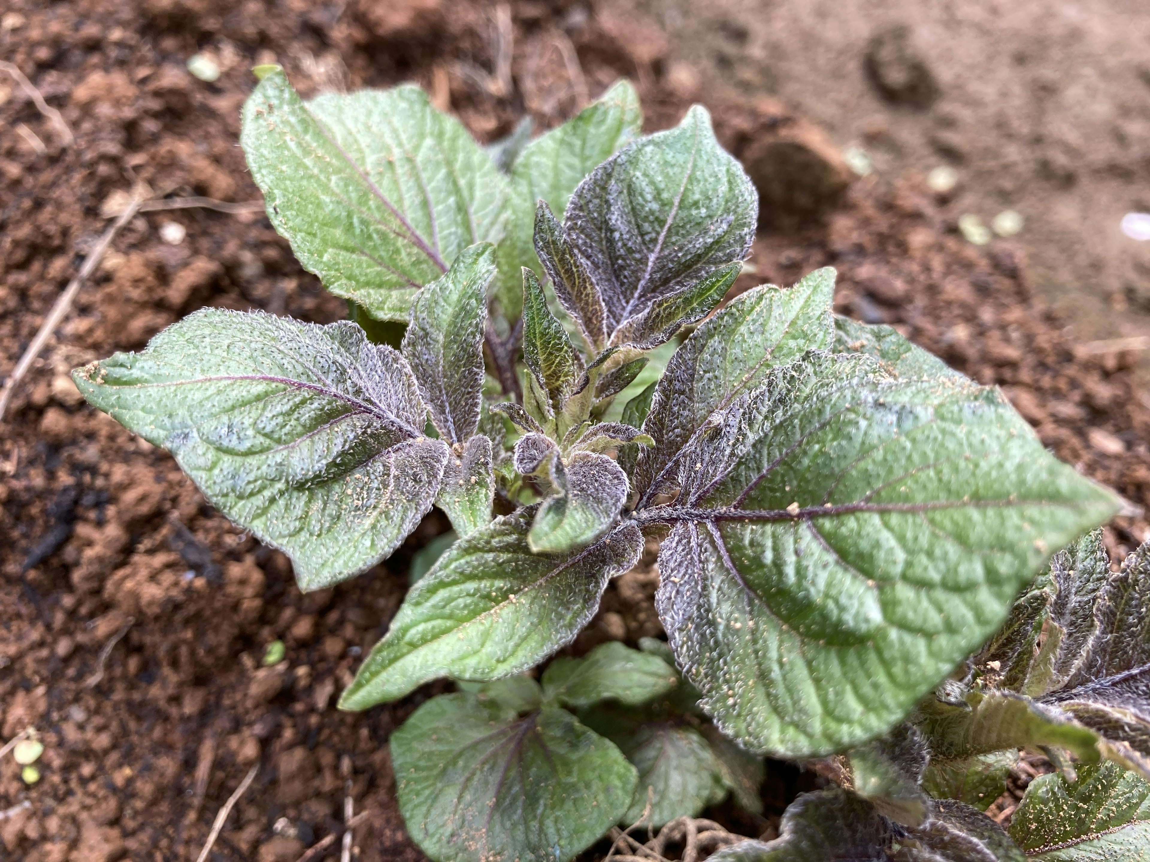 Plant sprout with green leaves and purple edges