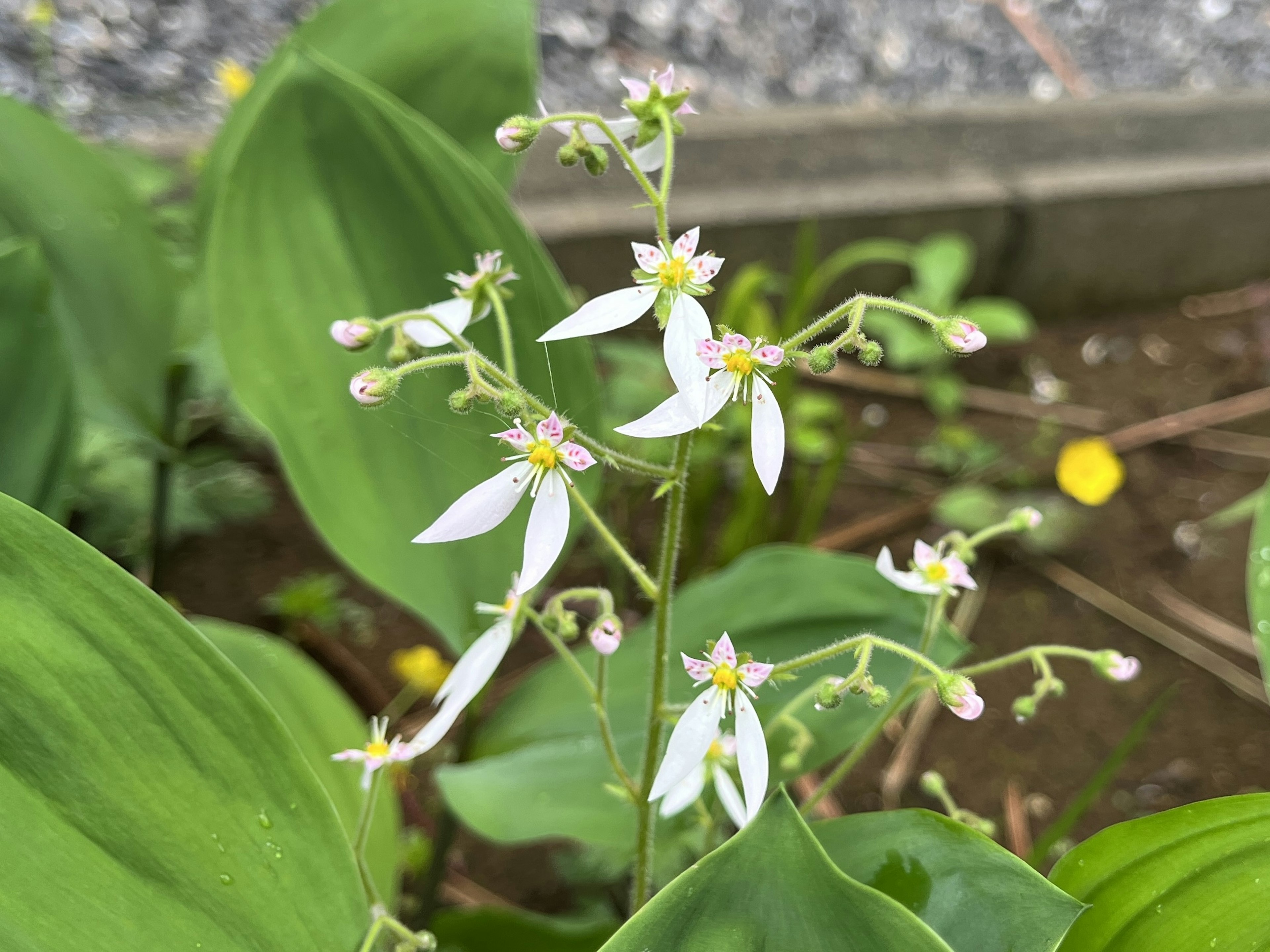 Nahaufnahme einer Pflanze mit weißen Blüten und grünen Blättern