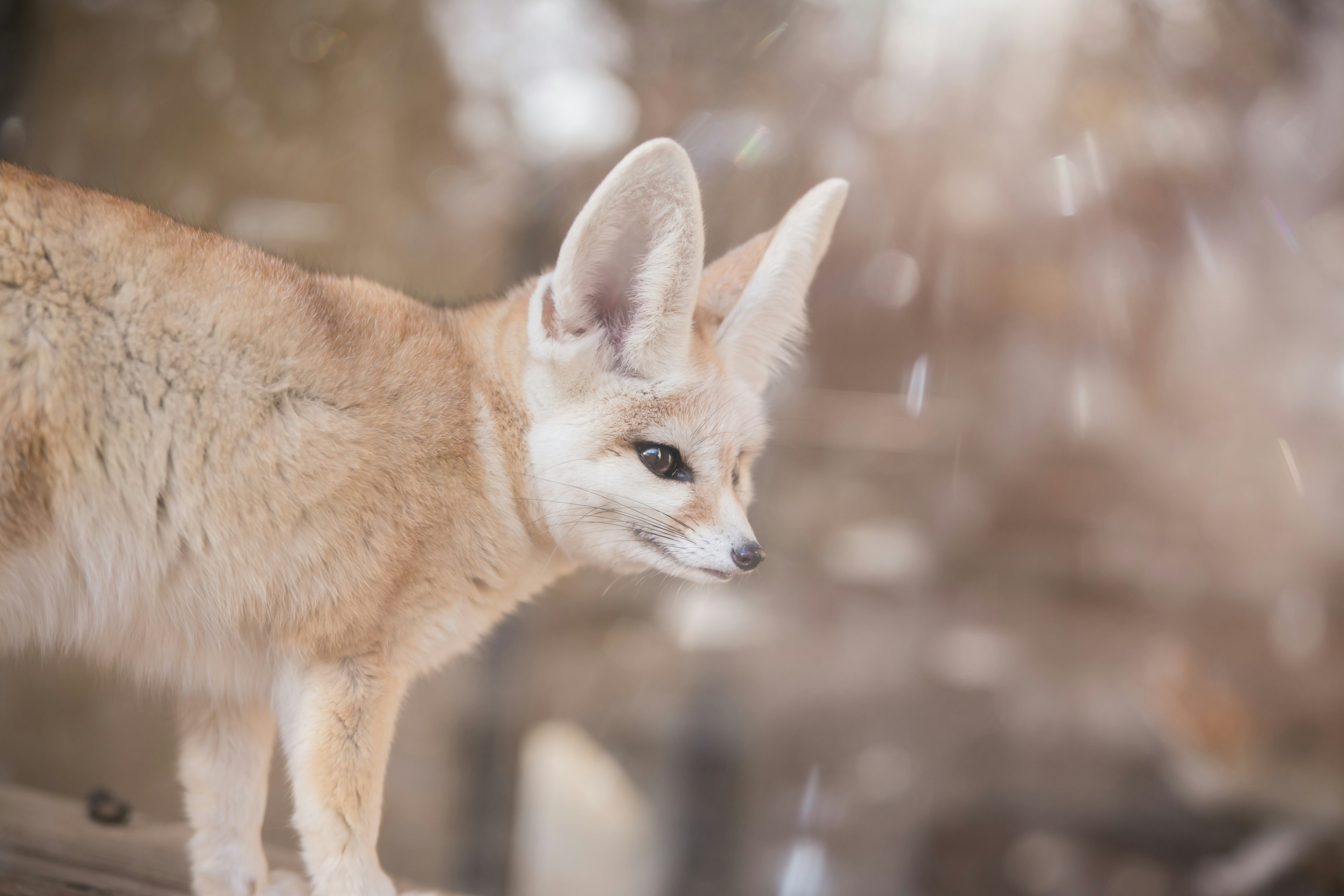 Volpe fennec in piedi nella neve