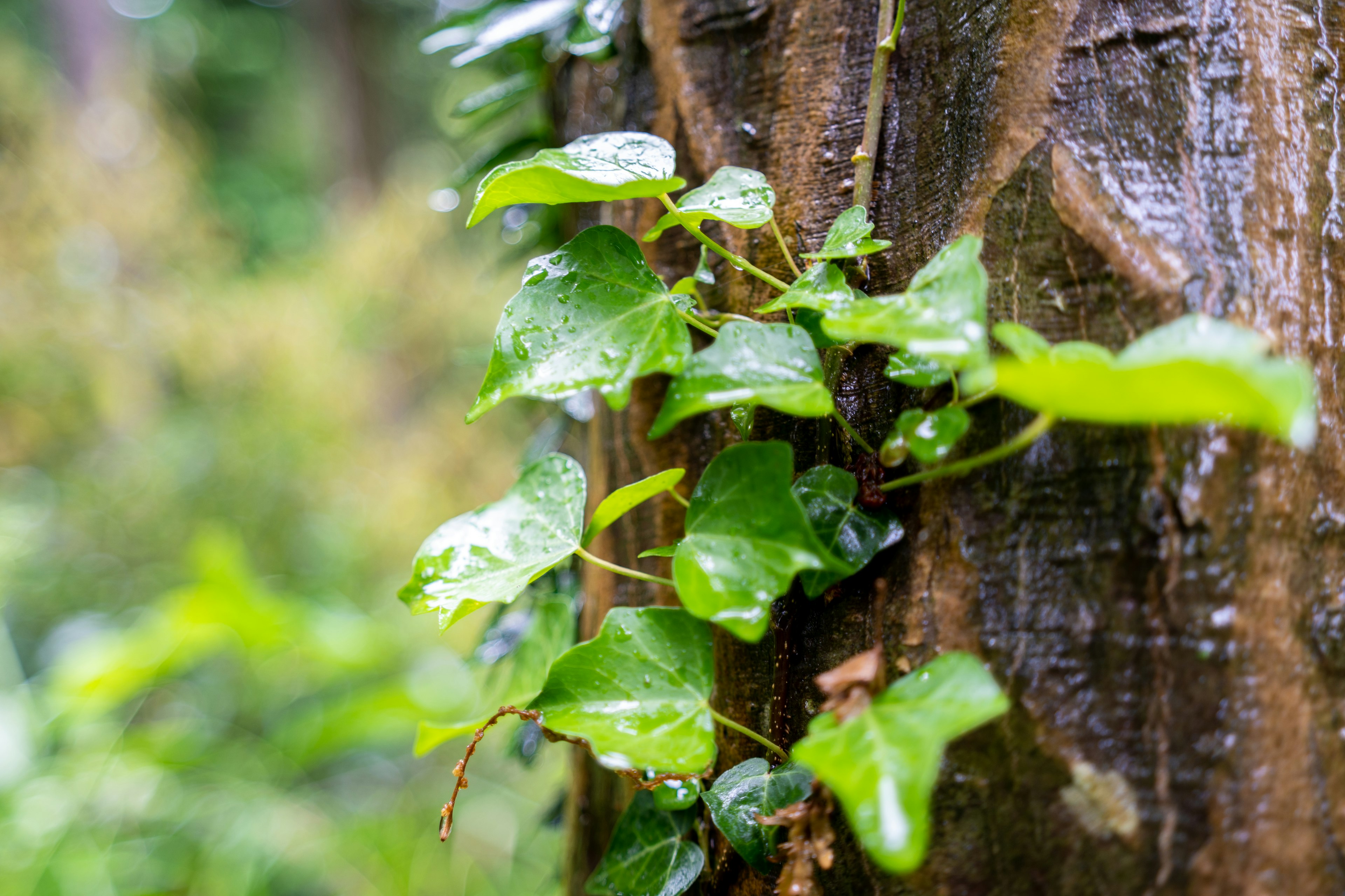 Hojas de hiedra verde trepando por un tronco de árbol