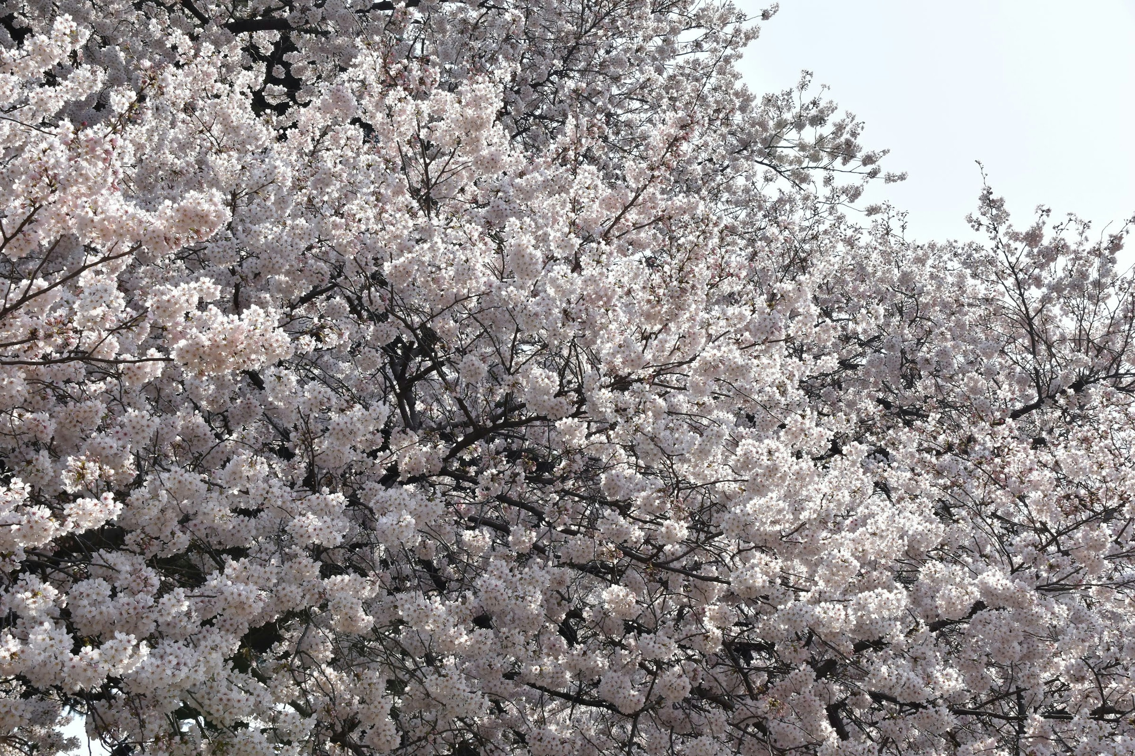 Close-up pohon sakura mekar penuh