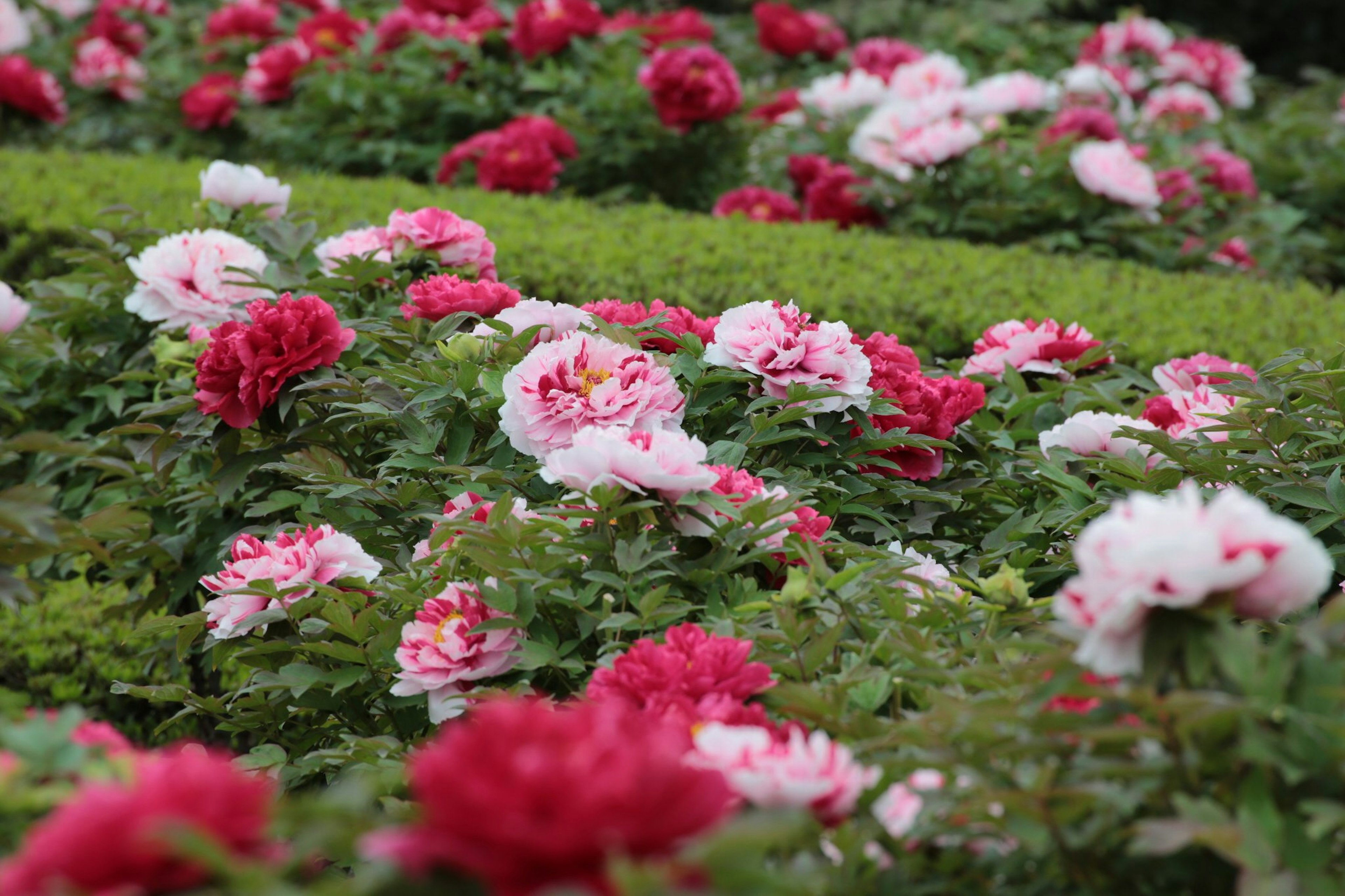 Pemandangan taman yang cerah dengan mawar merah dan mawar pink yang mekar