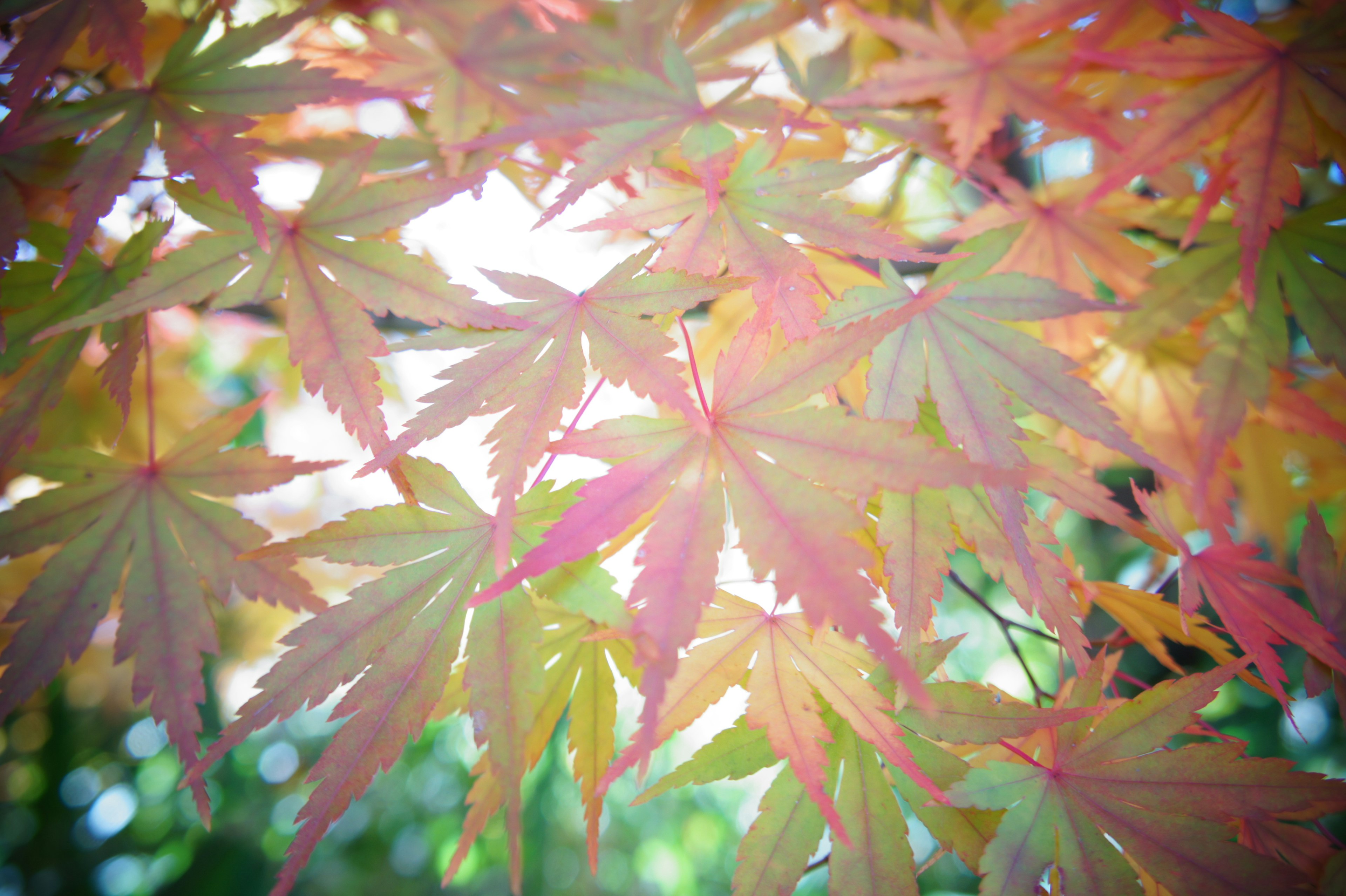 Feuilles d'érable vibrantes se chevauchant dans un bel affichage