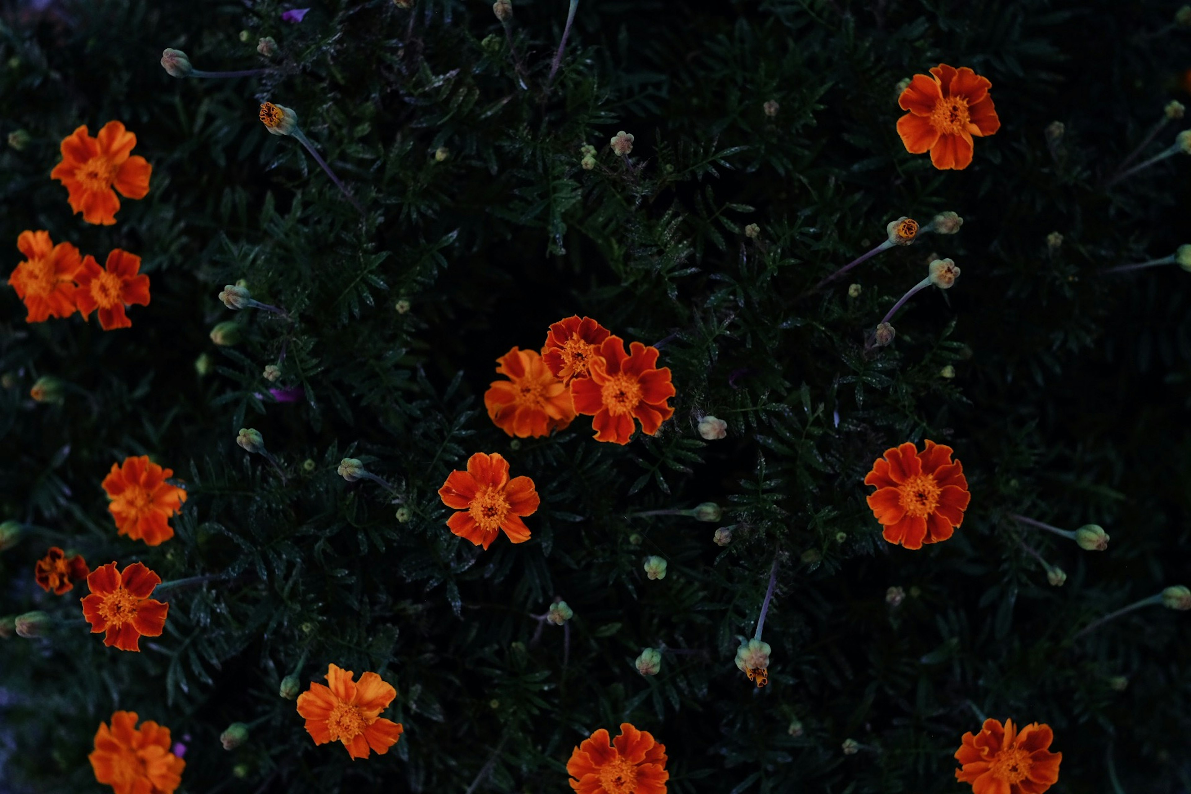 Orange marigold flowers blooming among green foliage