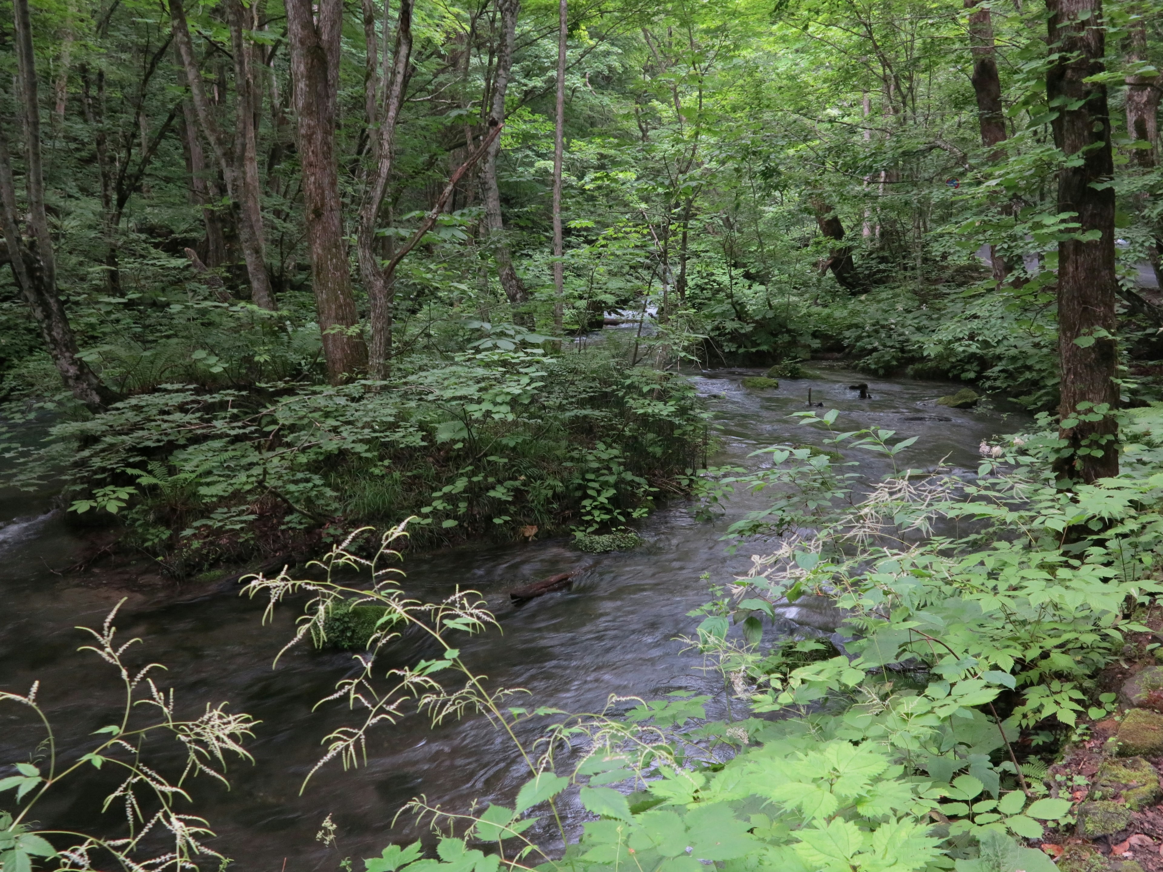 Ein ruhiger Bach, der durch einen üppigen grünen Wald fließt