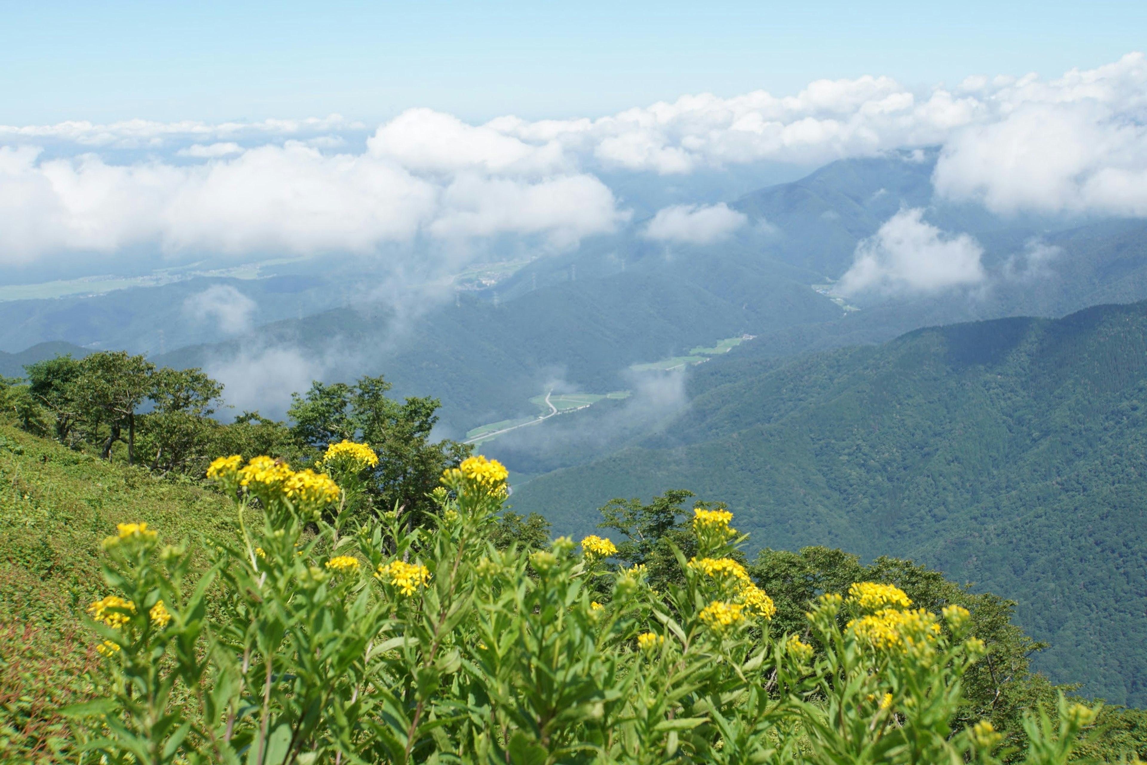 山の景色と黄色い花が咲いている風景