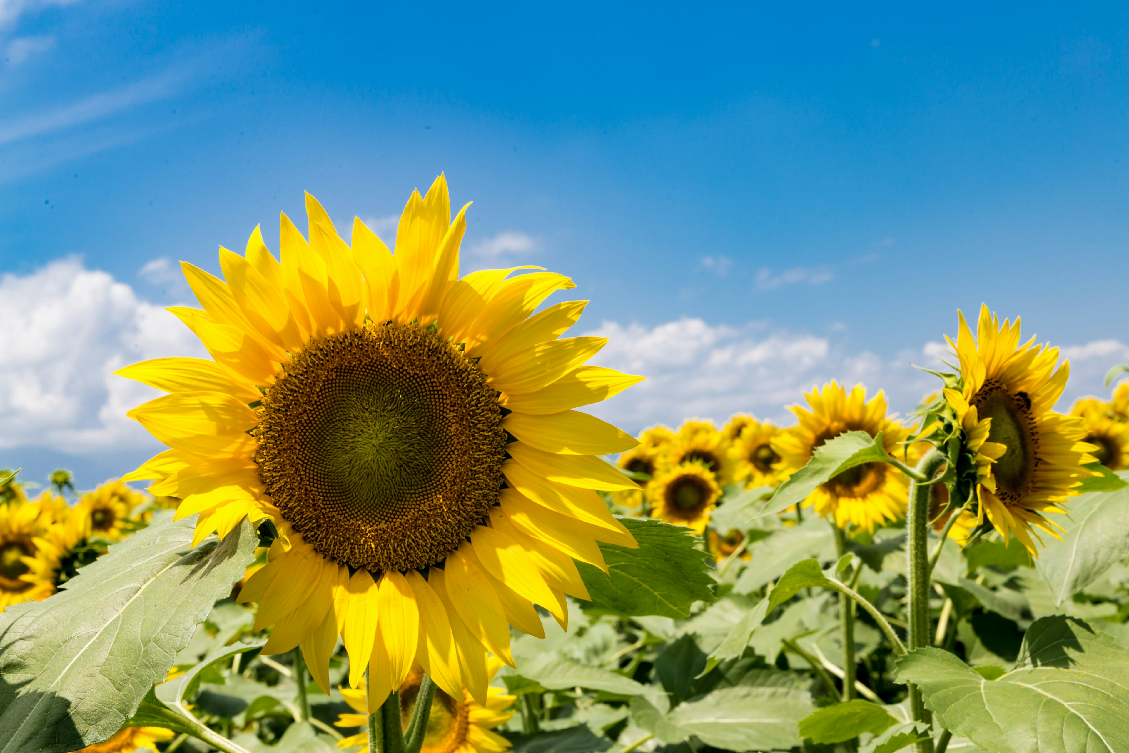 Vibrant sunflower in a field under a blue sky