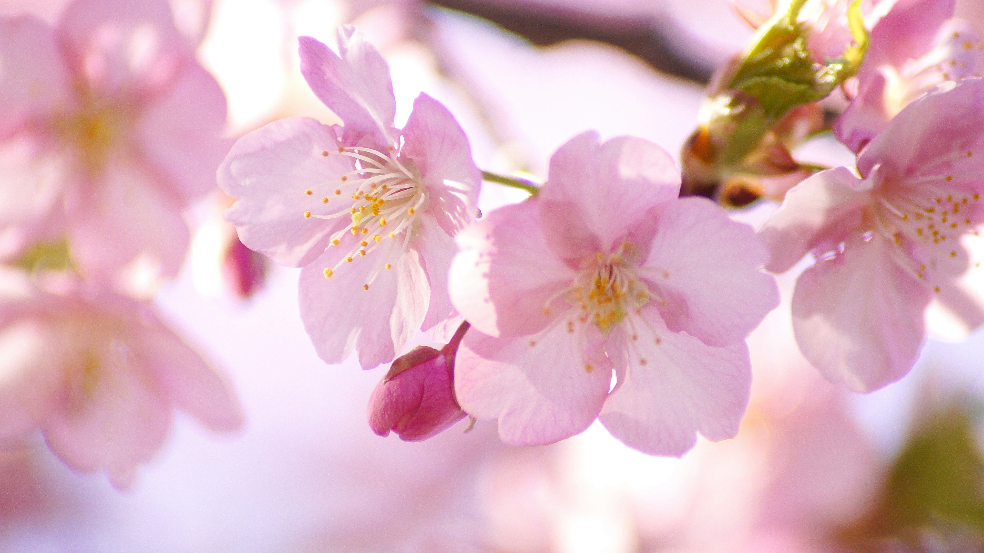 Close-up of delicate pink cherry blossoms in bloom