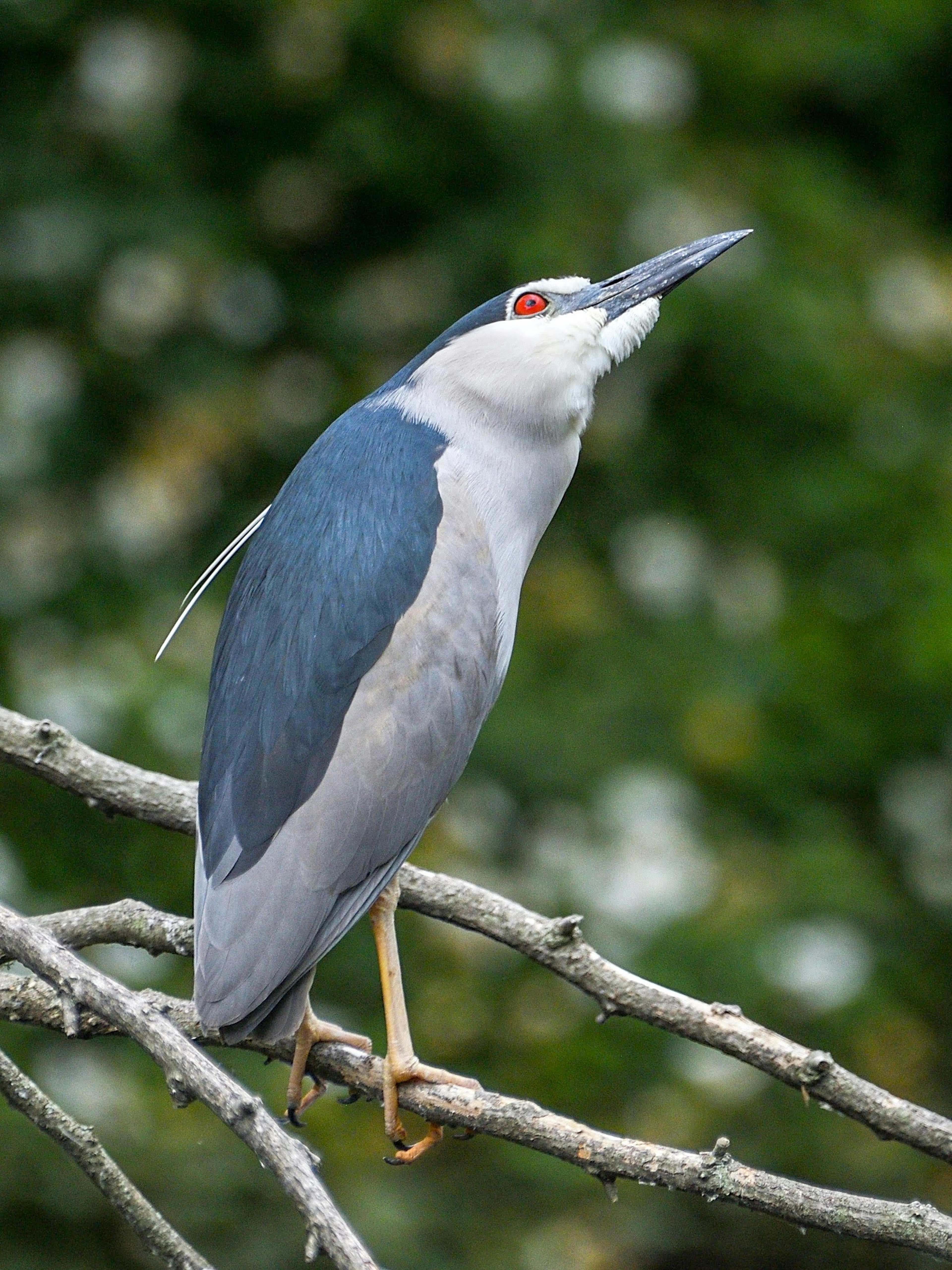 Un héron garde-boeufs noir perché sur une branche avec des plumes bleues et des yeux rouges