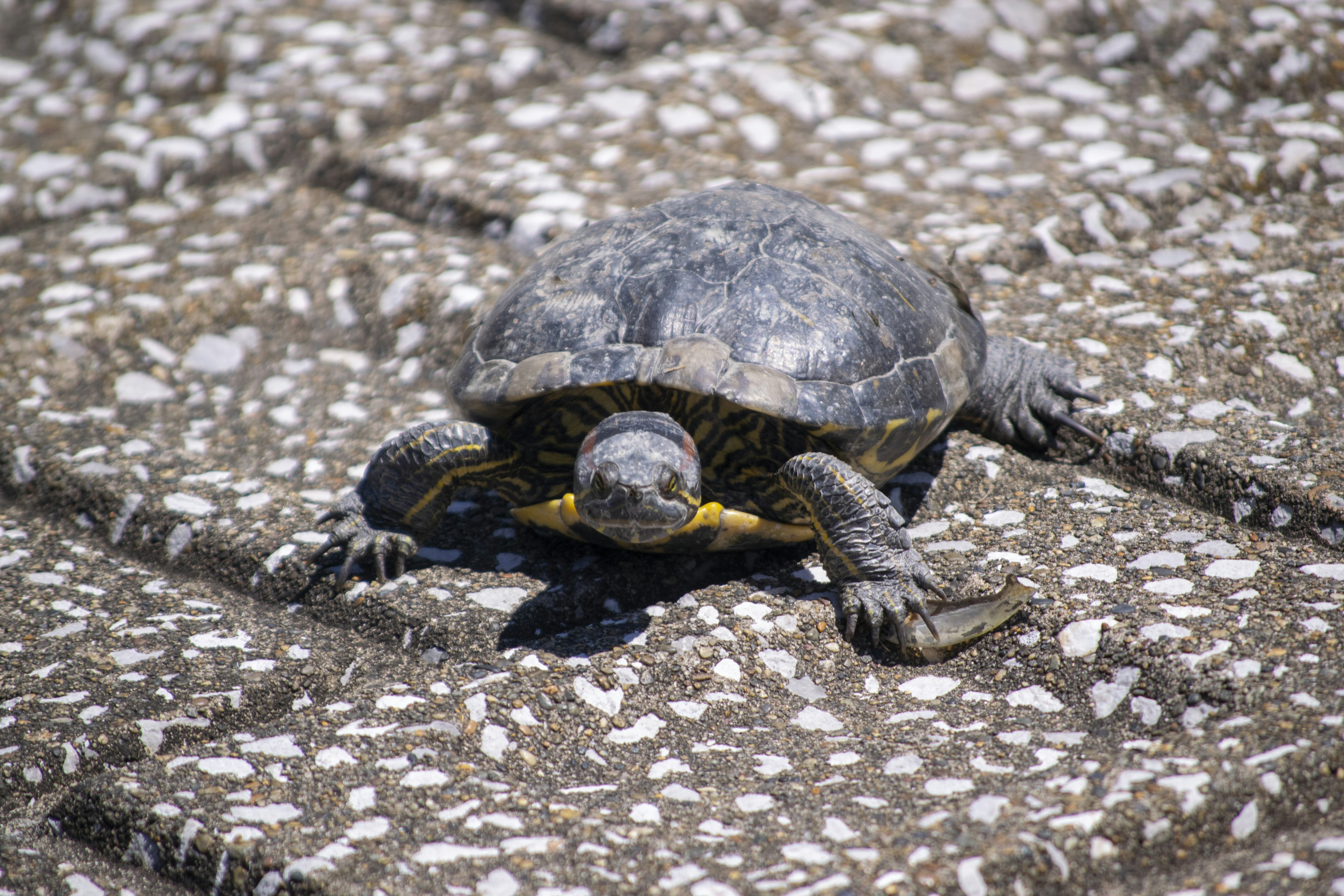 Eine Schildkröte kriecht über eine strukturierte Steinoberfläche