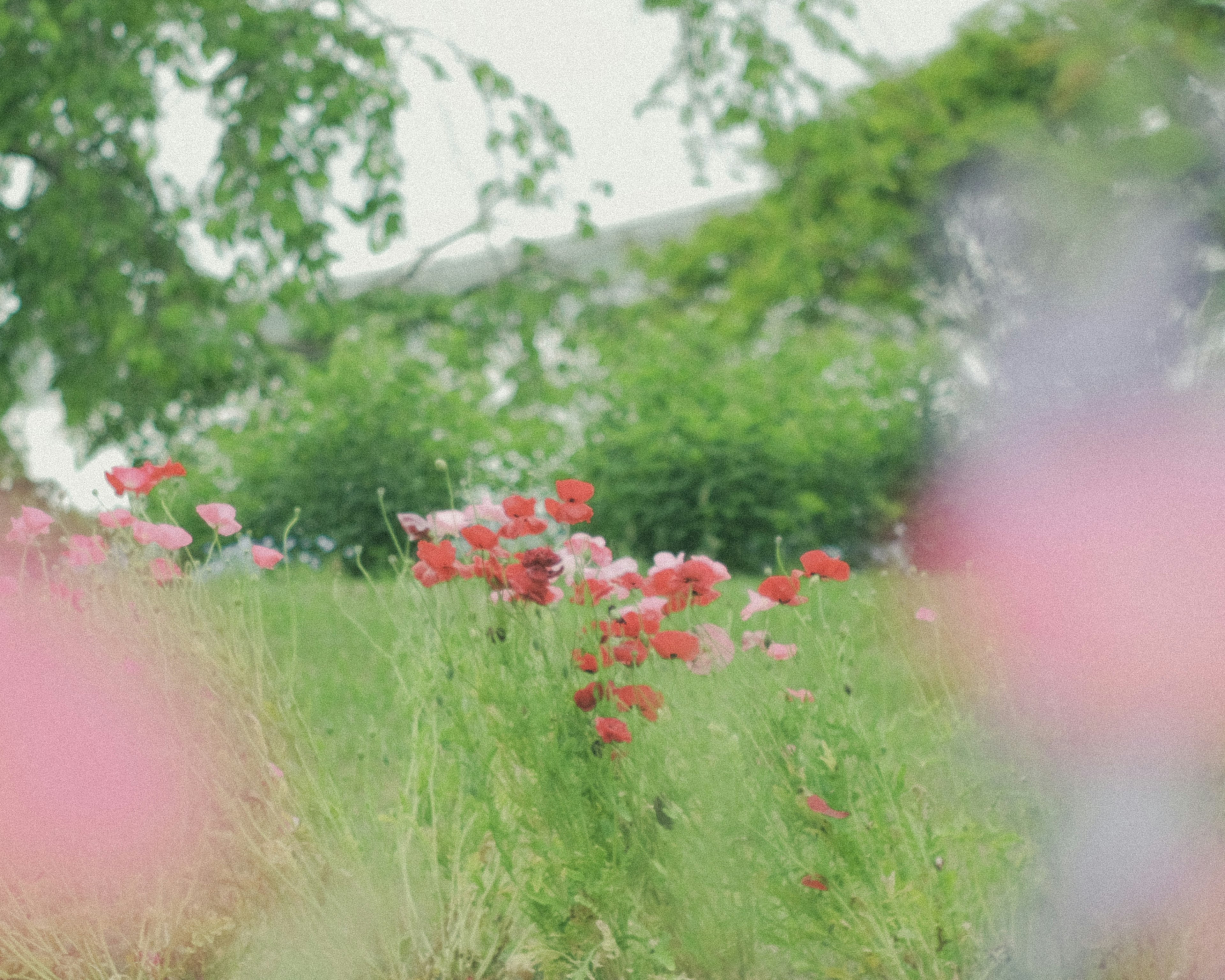 緑の草原に咲く赤い花々と背景のぼんやりした風景