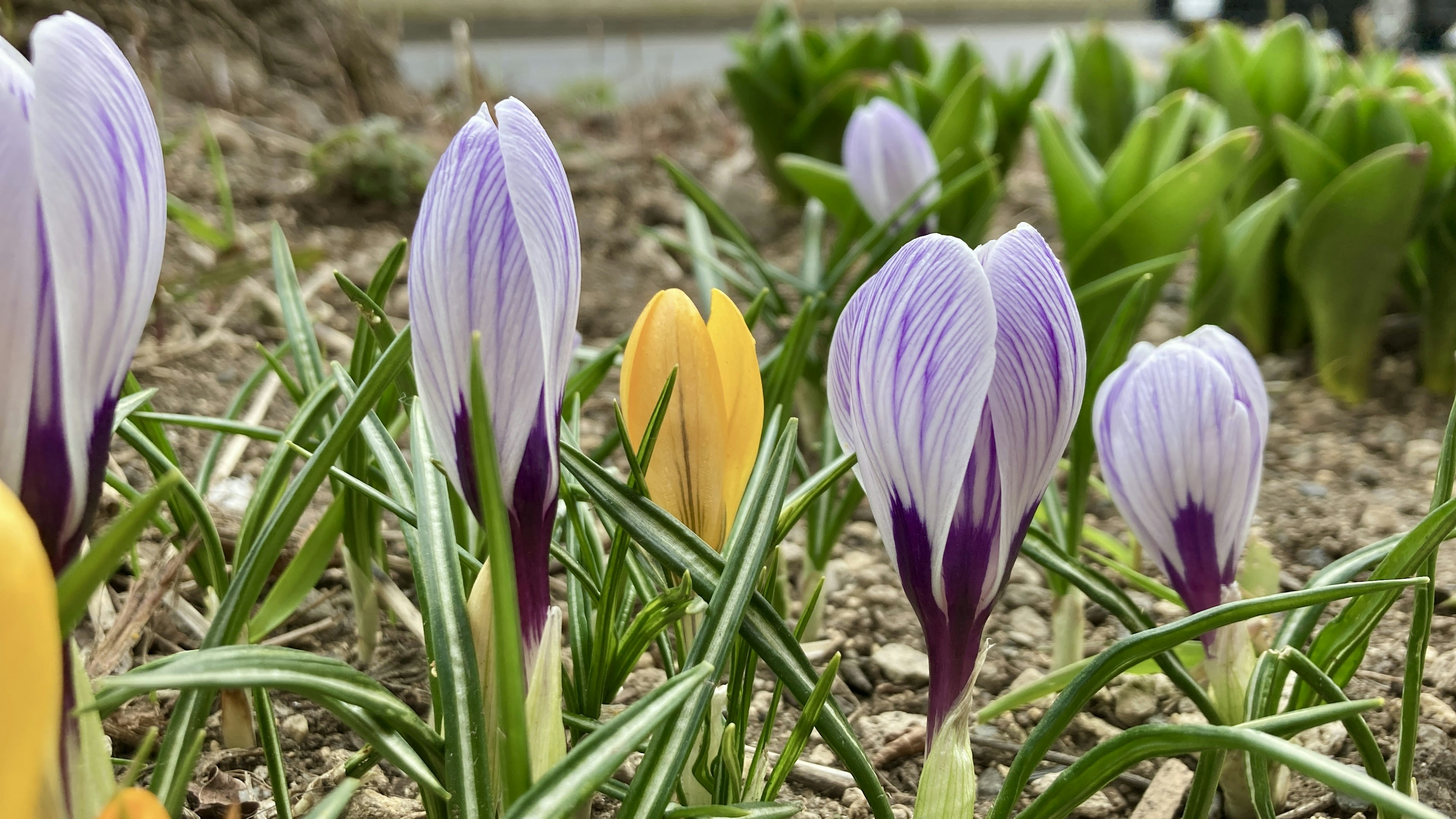 Ein Garten mit blühenden lila und gelben Krokussen