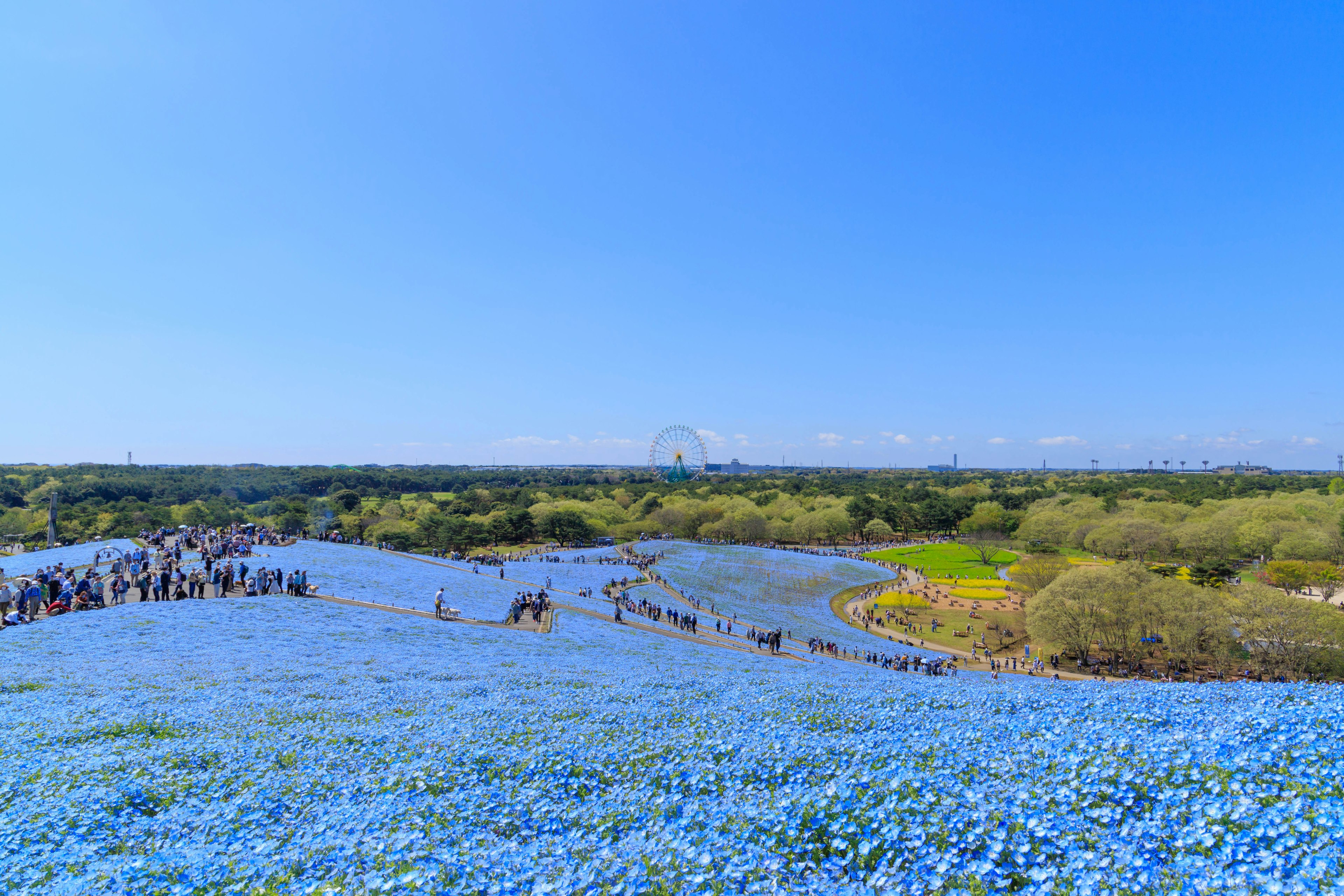 Weitläufige Landschaft mit blauen Blumen und Besuchern