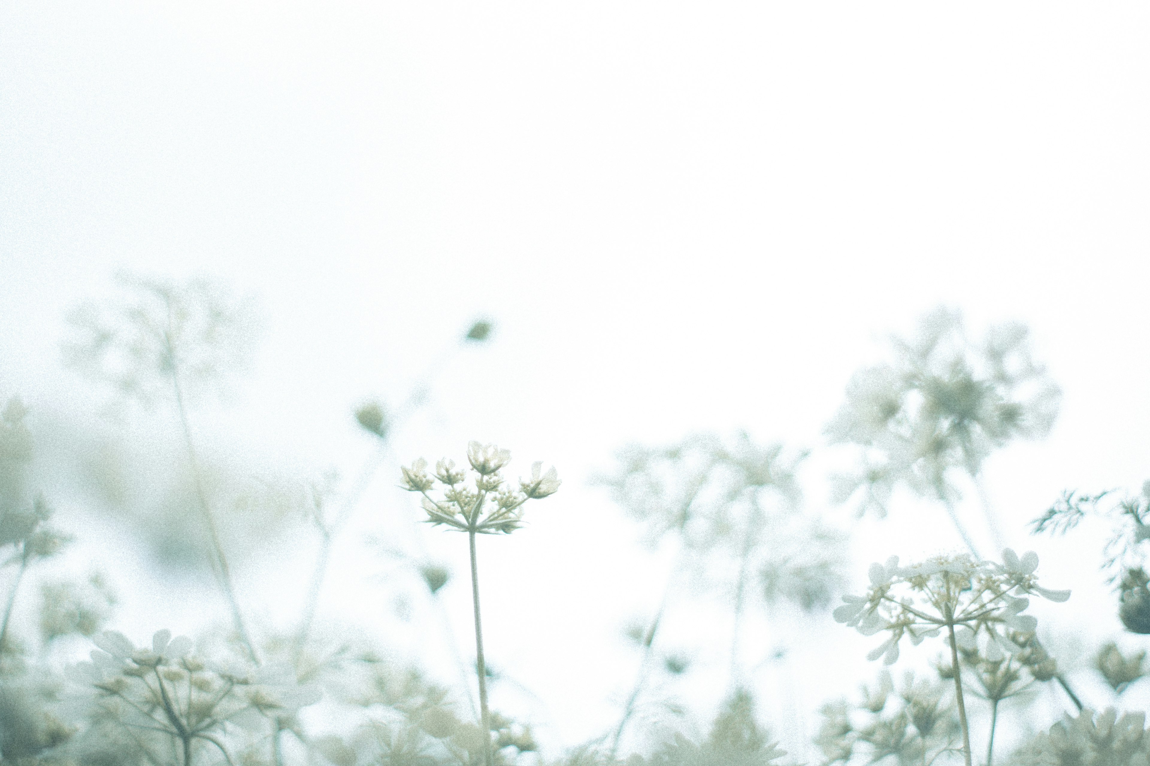 Softly colored white flowers in a serene landscape