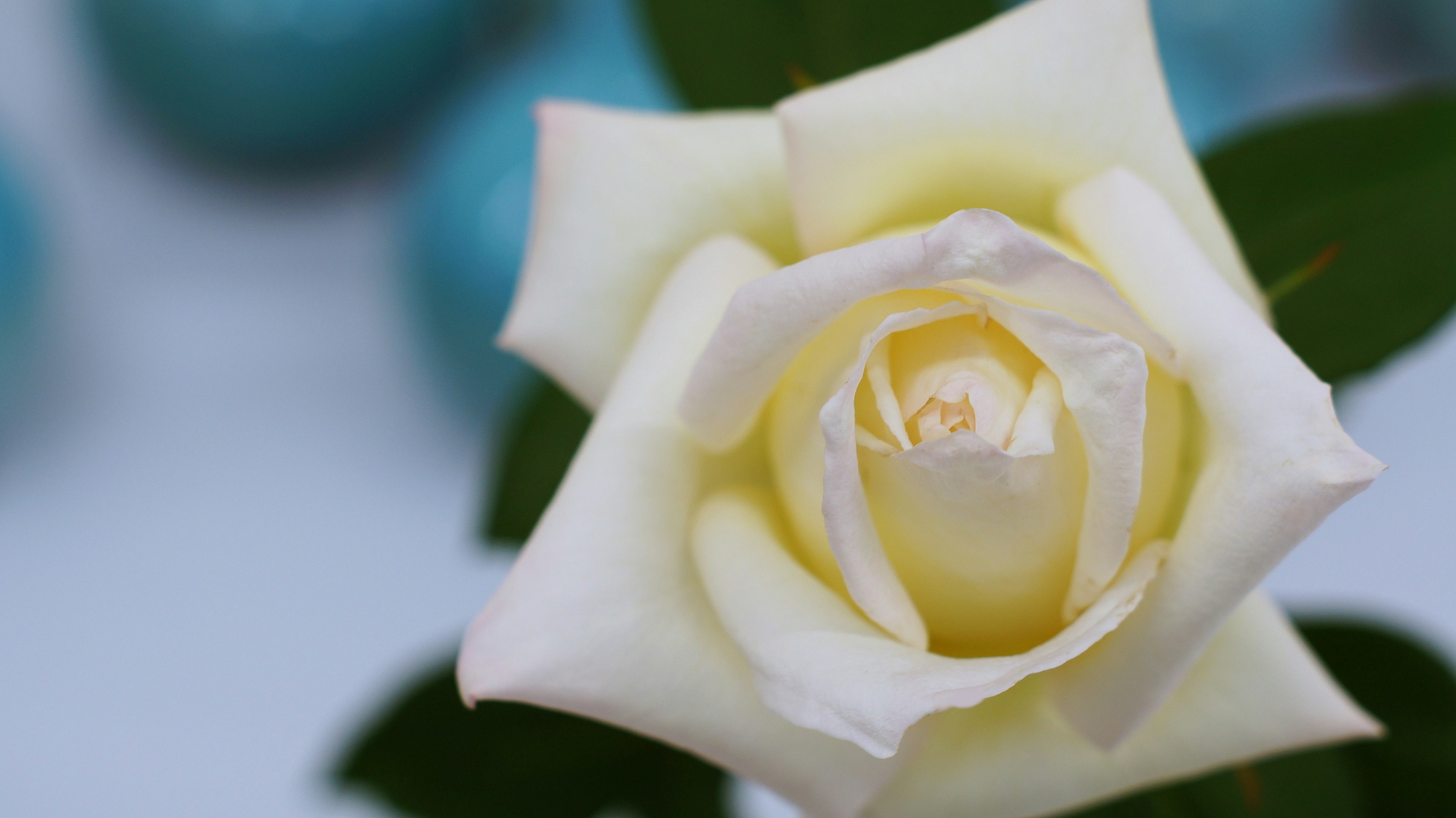 Una rosa bianca in fiore con uno sfondo blu