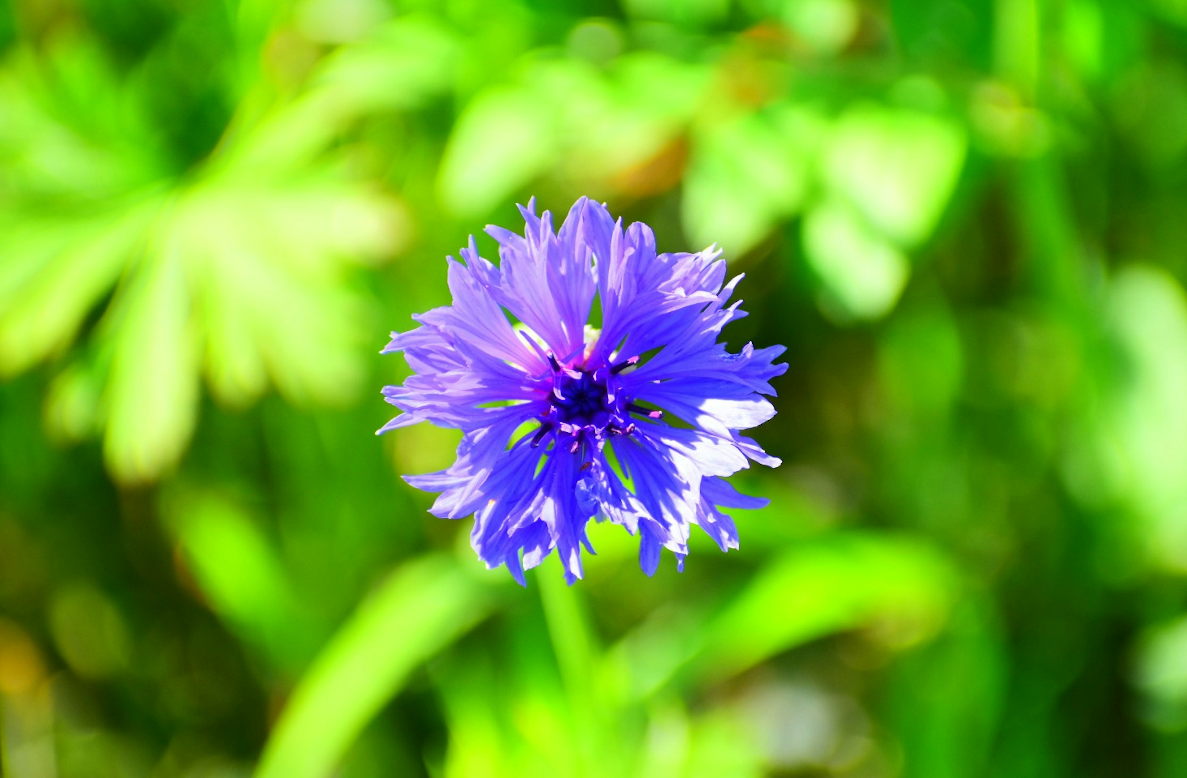 Lebendige lila Blume vor grünem Hintergrund