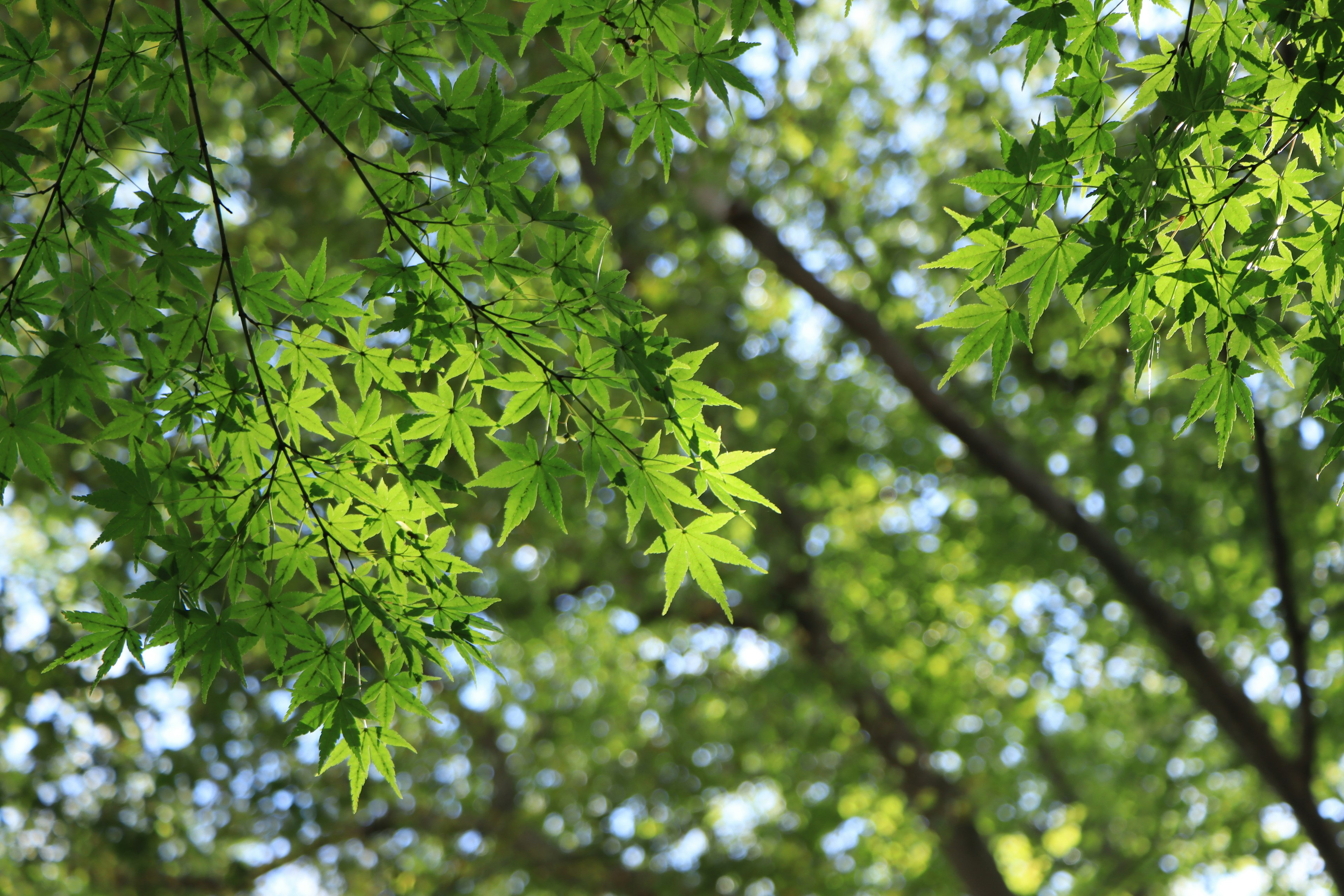 Vibrant green maple leaves with a bright green background