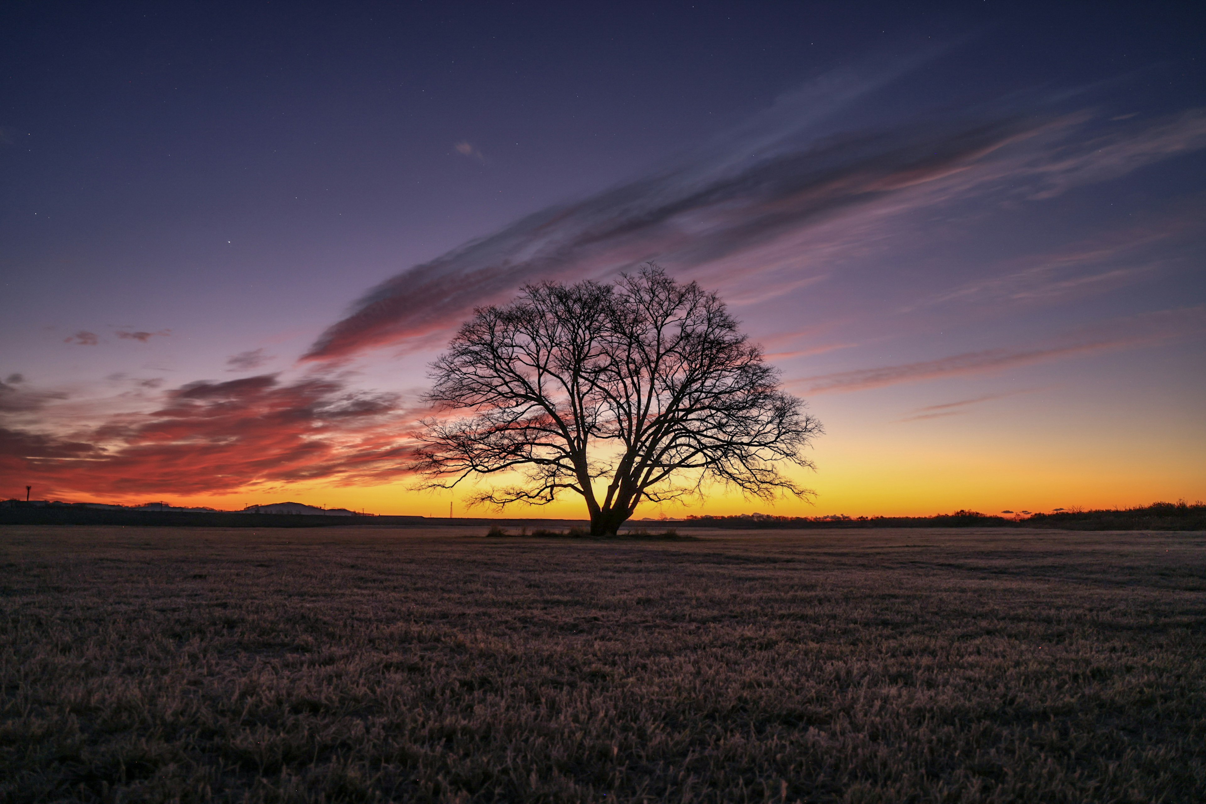 A solitary tree silhouetted against a vibrant sunset sky