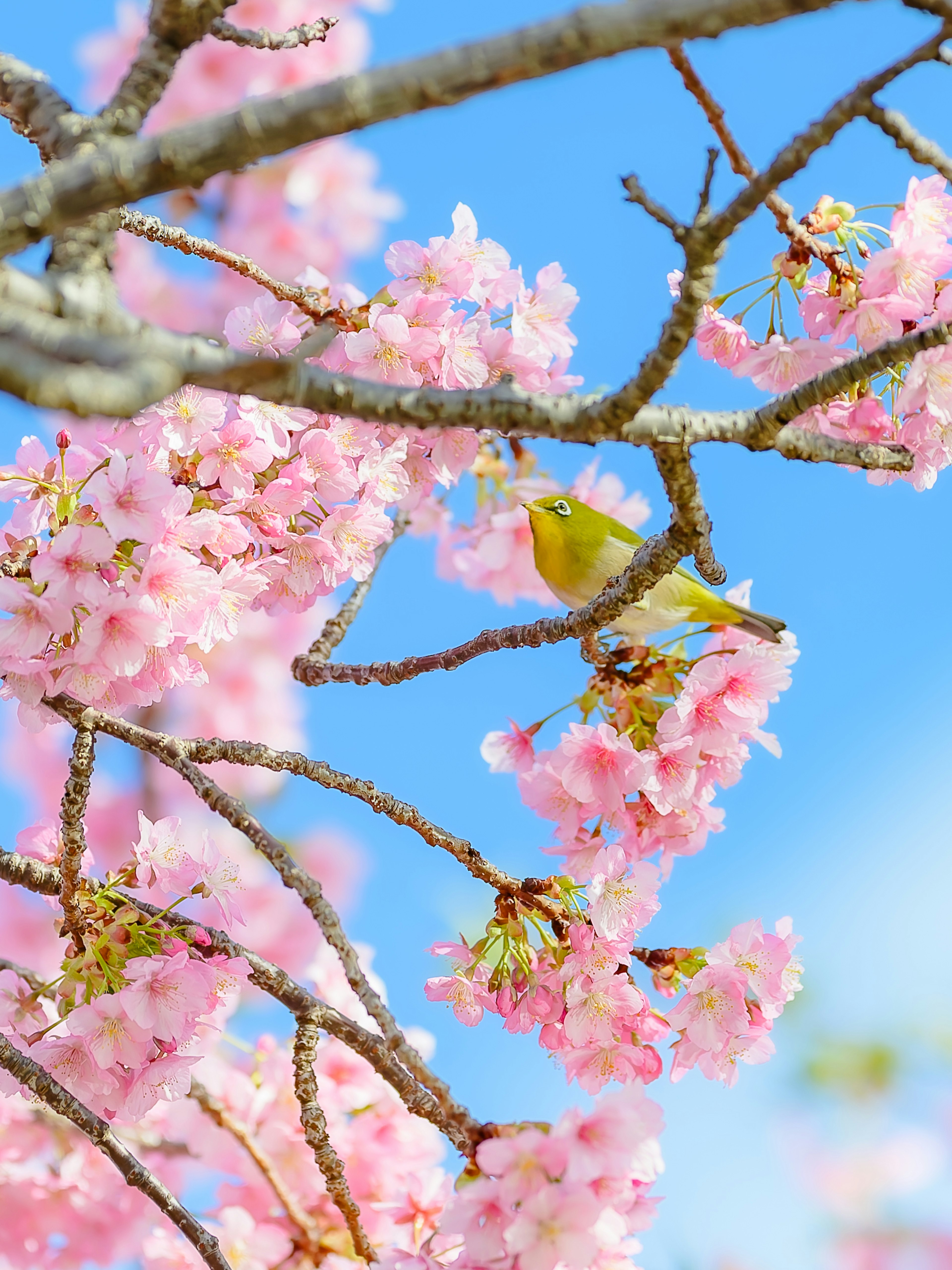 Hermosa escena de flores de cerezo y un pequeño pájaro bajo un cielo azul